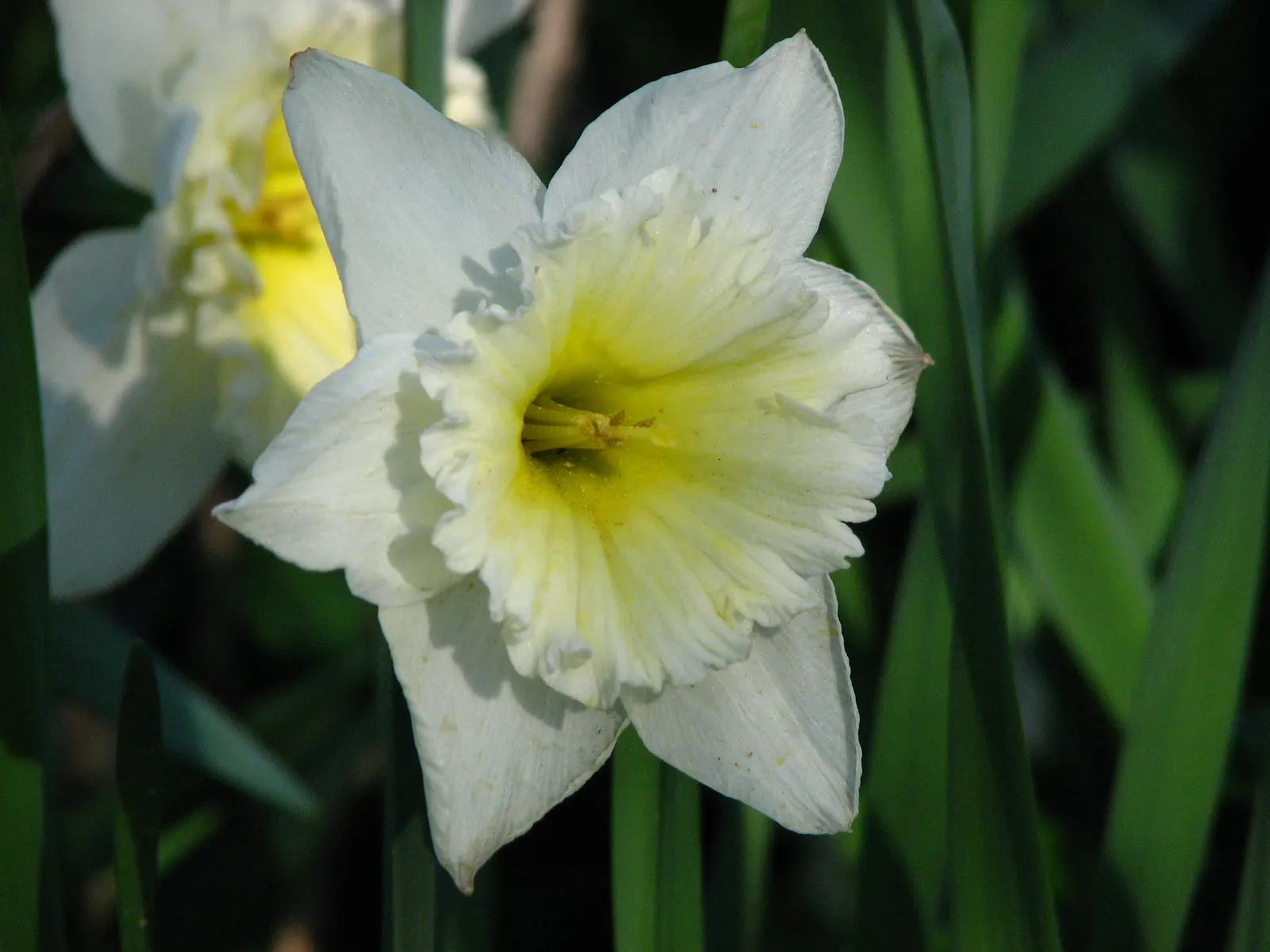 Daffodil, Trumpet Narcissus (Narcissus Pseudonarcissus) — This classic emblem of spring boasts blooms typically measuring up to 4 inches across, image 89