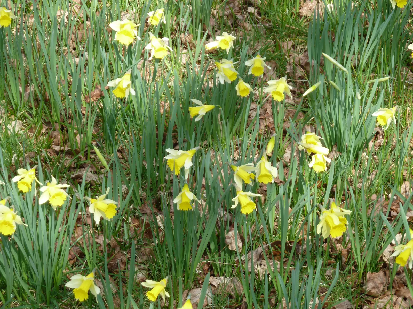 Daffodil, Trumpet Narcissus (Narcissus Pseudonarcissus) — Each flower consists of a central trumpet; often featuring a contrasting ring at the, image 91