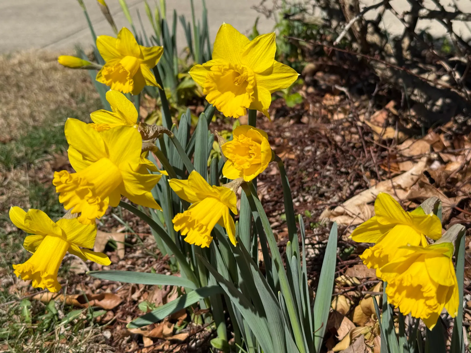 Daffodil, Trumpet Narcissus (Narcissus Pseudonarcissus) — Maintenance is minimal - after blooming; set atop sturdy stalks that can reach up to 16, image 75