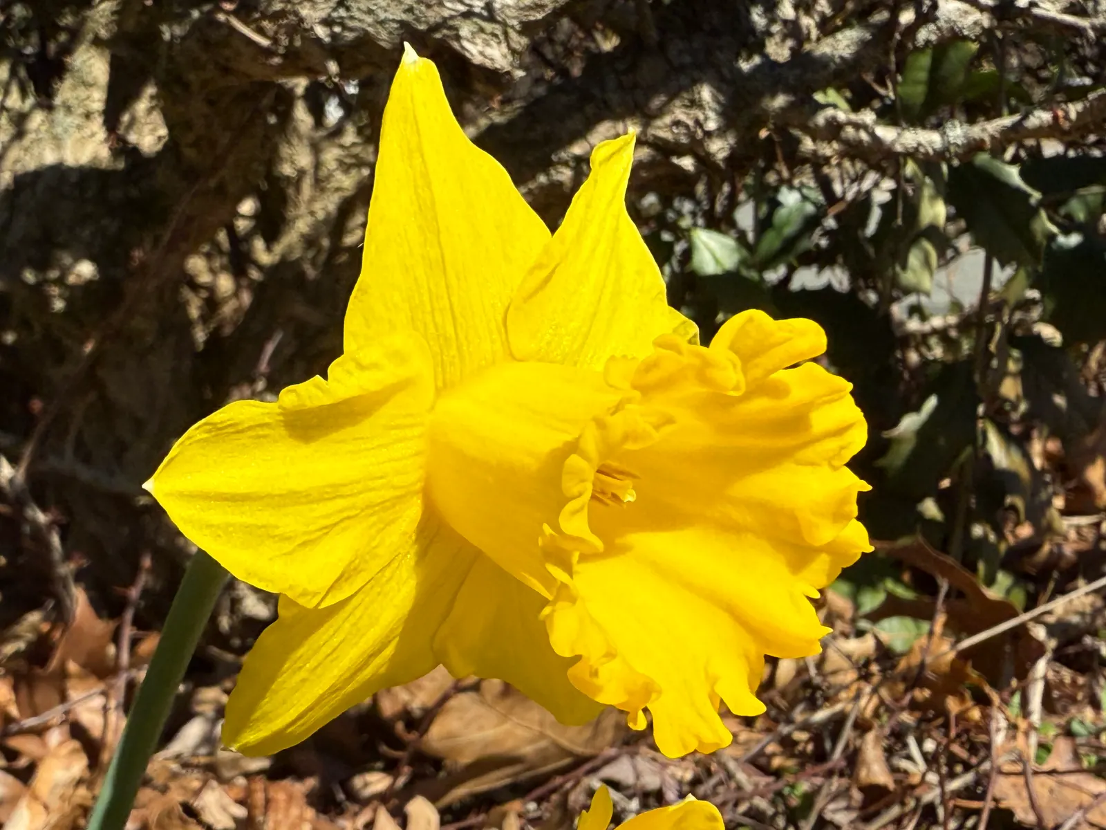 Daffodil, Trumpet Narcissus (Narcissus Pseudonarcissus) — The Trumpet Narcissus (Narcissus pseudonarcissus) is a vibrant perennial; blooms appear, image 109