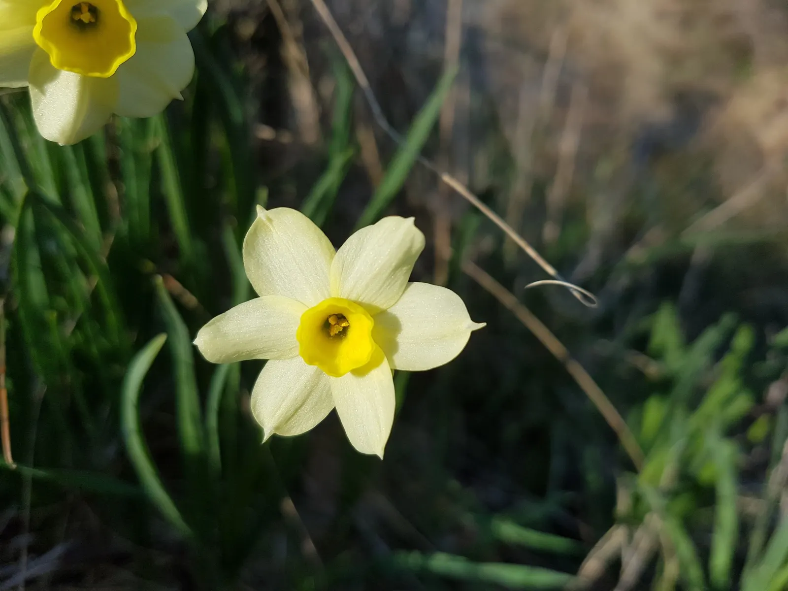 Daffodil, Trumpet Narcissus (Narcissus Pseudonarcissus) — The Trumpet Narcissus (Narcissus pseudonarcissus) is a vibrant perennial; blooms appear in early to