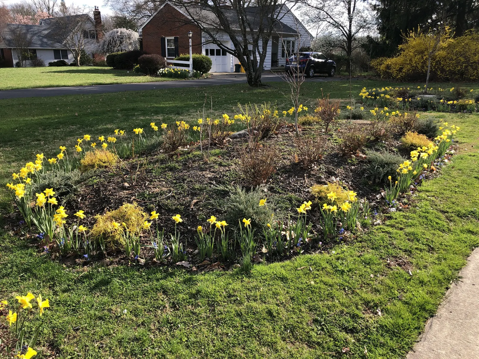 Daffodil, Trumpet Narcissus (Narcissus Pseudonarcissus) — the Daffodil thrives in full to partial sunlight and prefers well-draining soils with, image 149