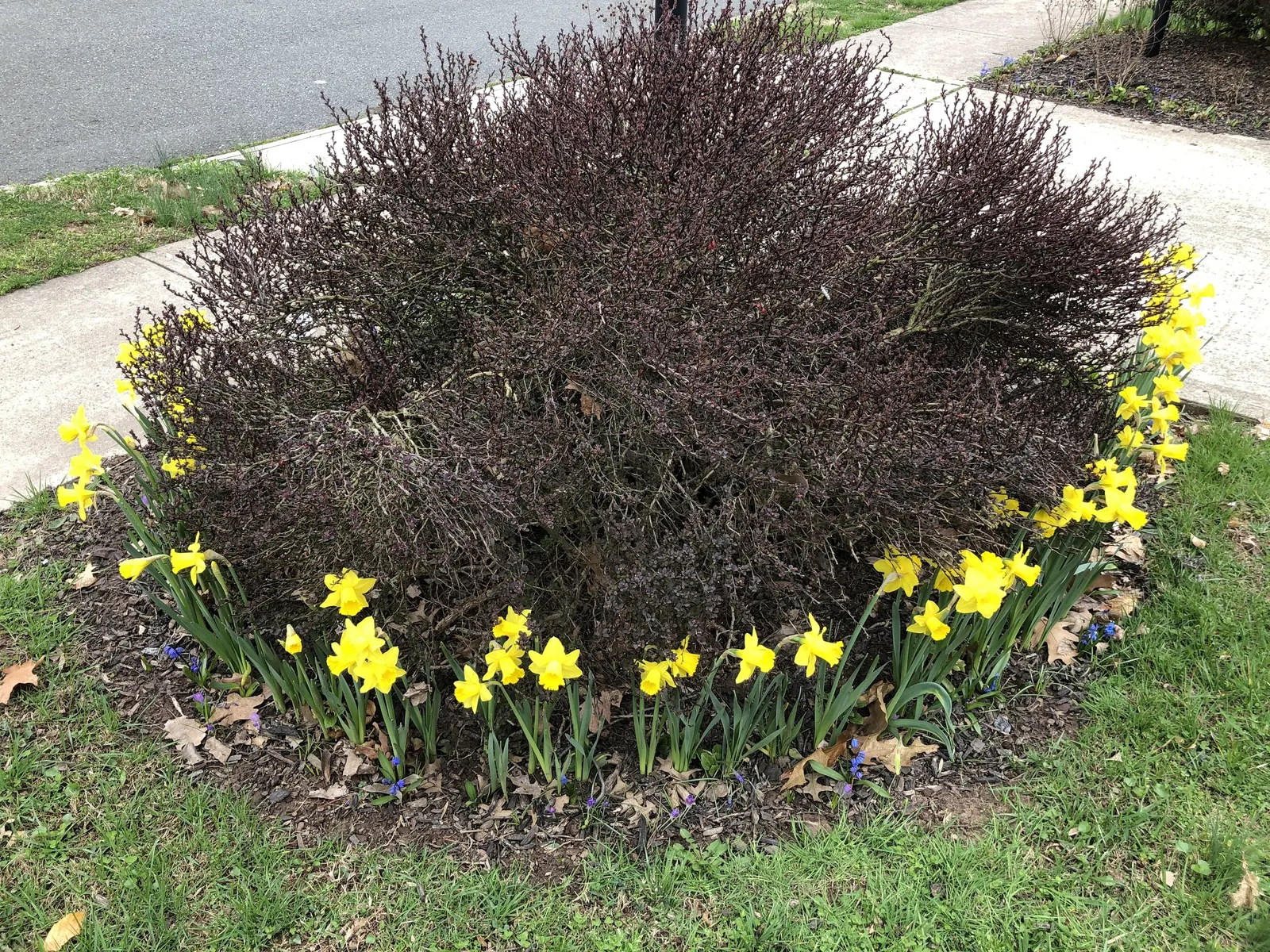 Daffodil, Trumpet Narcissus (Narcissus Pseudonarcissus) — is a perennial spring bloomer that commands attention with its iconic; with colors, image 141