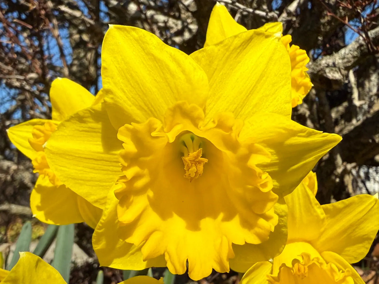 Daffodil, Trumpet Narcissus (Narcissus Pseudonarcissus) — trumpet-like corona and surrounding petals; deer and rodent-resistant, image 88