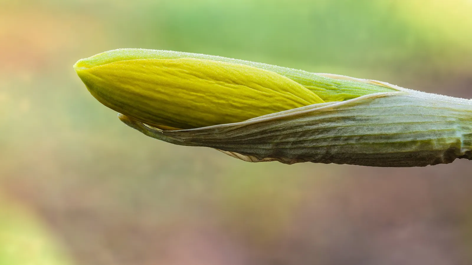 Daffodil, Trumpet Narcissus (Narcissus Pseudonarcissus) — with colors ranging from vibrant yellows to golden hues; bulb for full or half