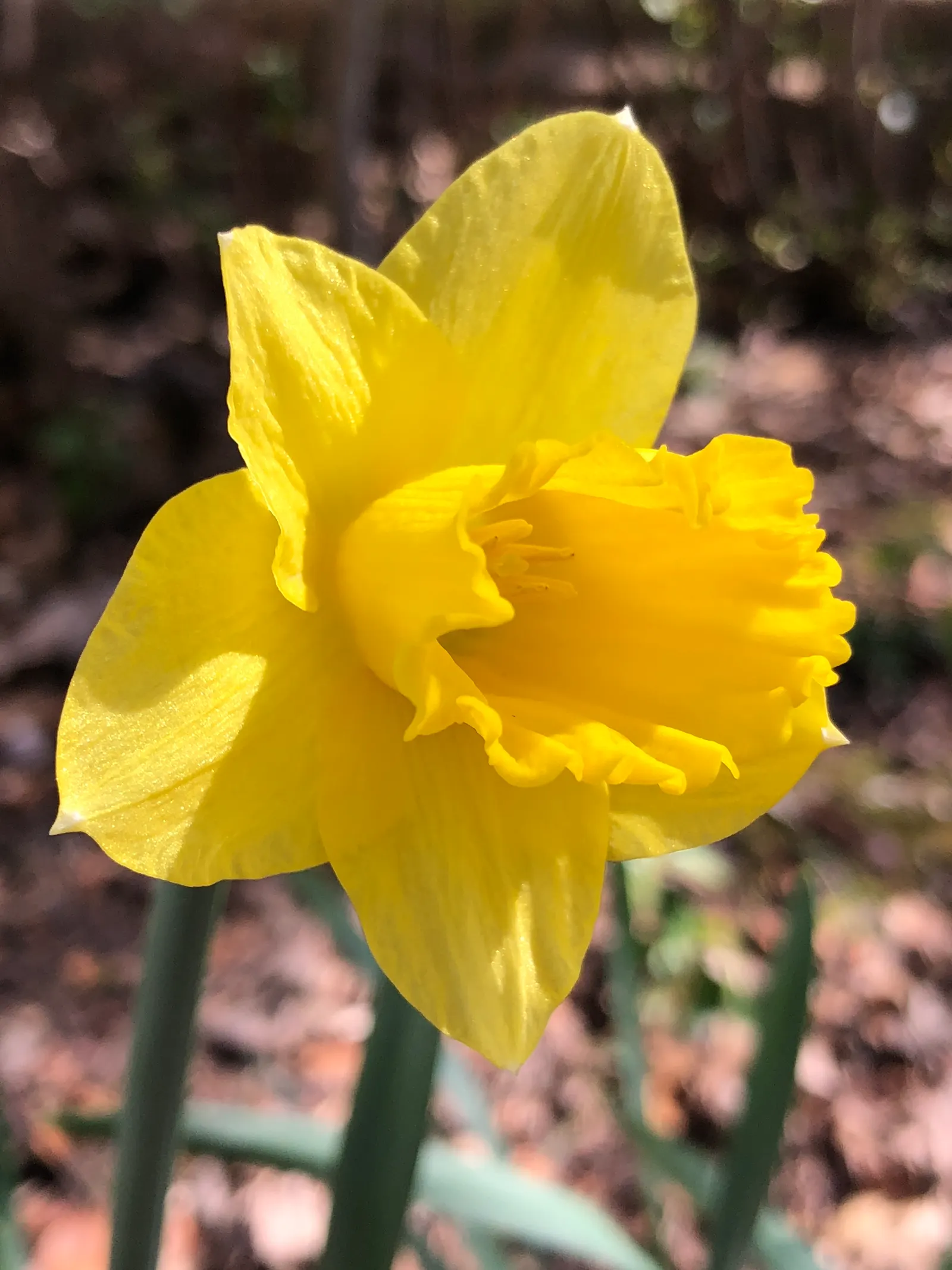 Daffodil, Trumpet Narcissus (Narcissus Pseudonarcissus) — bulb for full or half; securing their role as a low-maintenance yet striking fixture in, image 108