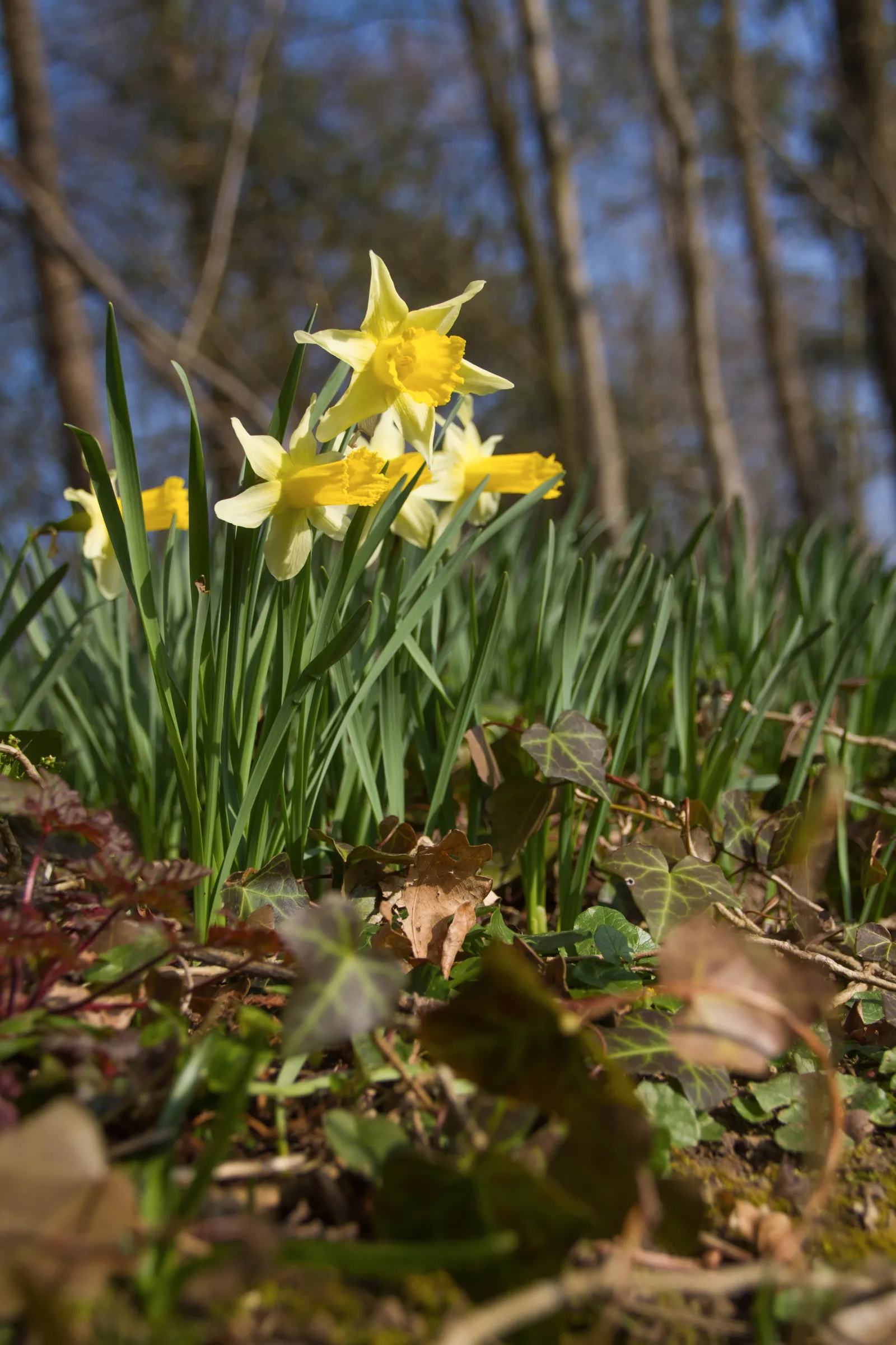 Daffodil, Trumpet Narcissus (Narcissus Pseudonarcissus) — Deer and rodent-resistant; simply deadhead spent flowers while allowing foliage to die, image 73