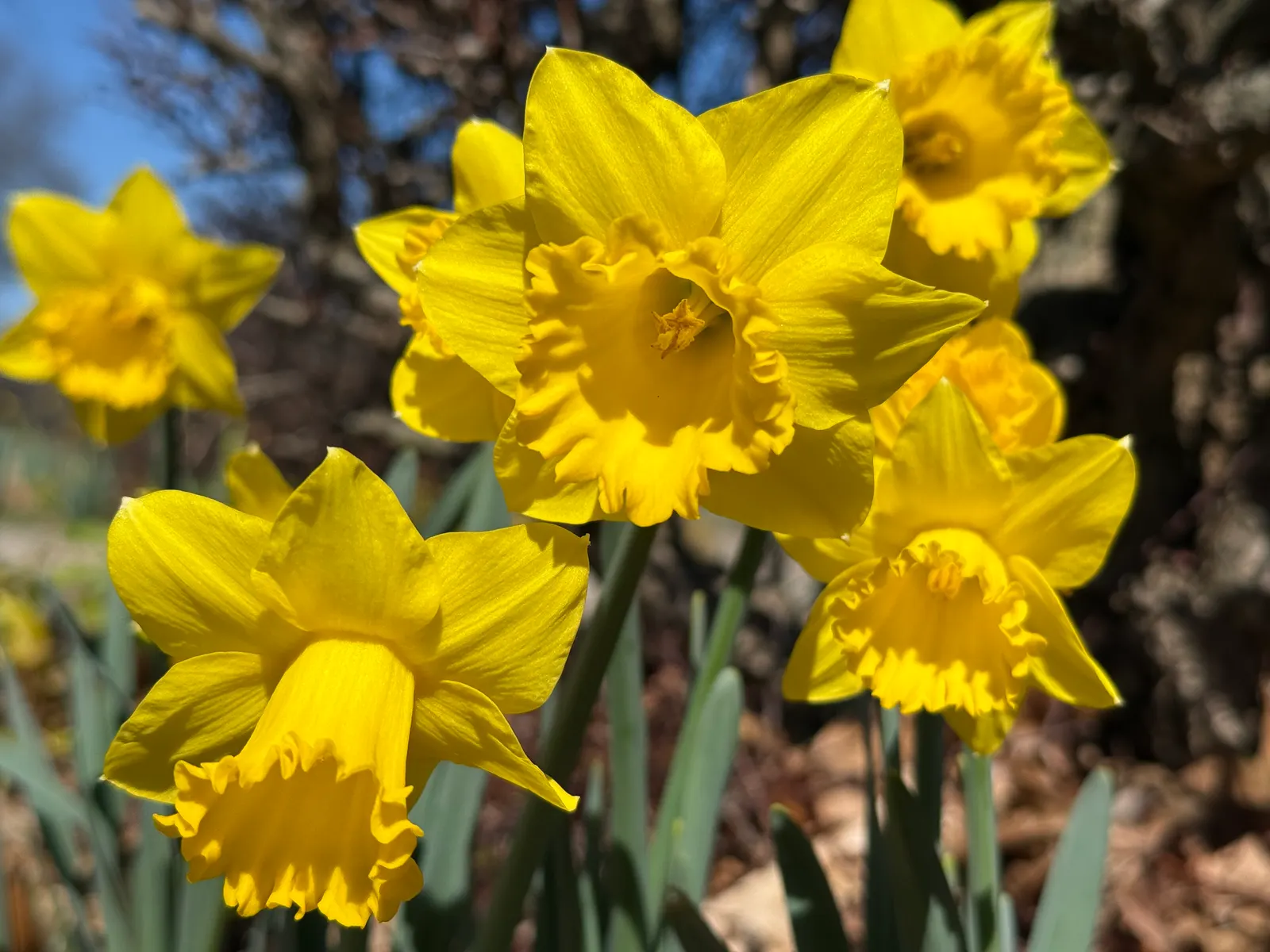 Daffodil, Trumpet Narcissus (Narcissus Pseudonarcissus) — securing their role as a low-maintenance yet striking fixture in the landscape; ideal for borders and