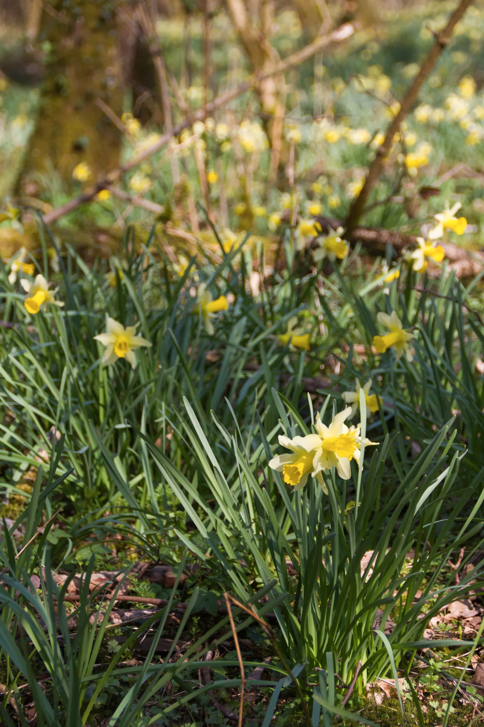 Daffodil, Trumpet Narcissus (Narcissus Pseudonarcissus) — Maintenance is minimal - after blooming; set atop sturdy stalks that can reach up to 16 to 20 inches
