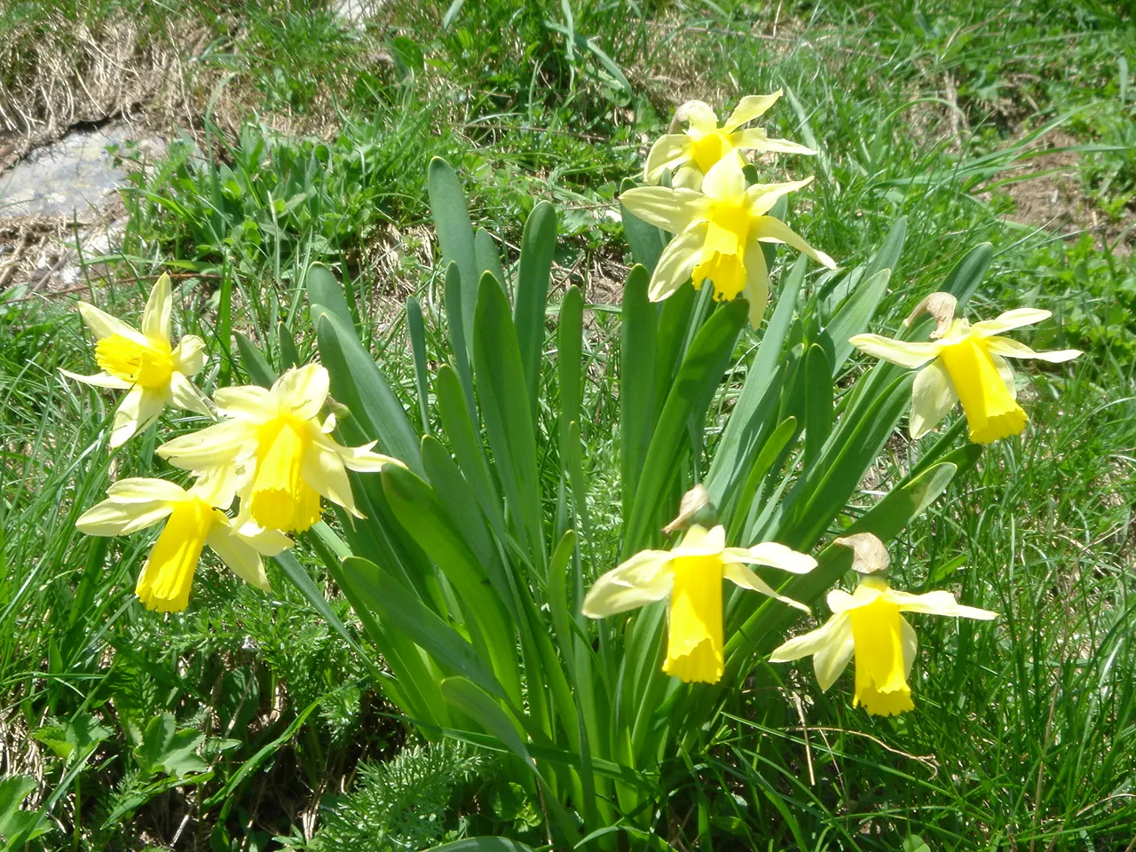 Daffodil, Trumpet Narcissus (Narcissus Pseudonarcissus) — With a spread of approximately 4 to 6 inches; planting bulbs at a depth of about 6 to 8 inches in the