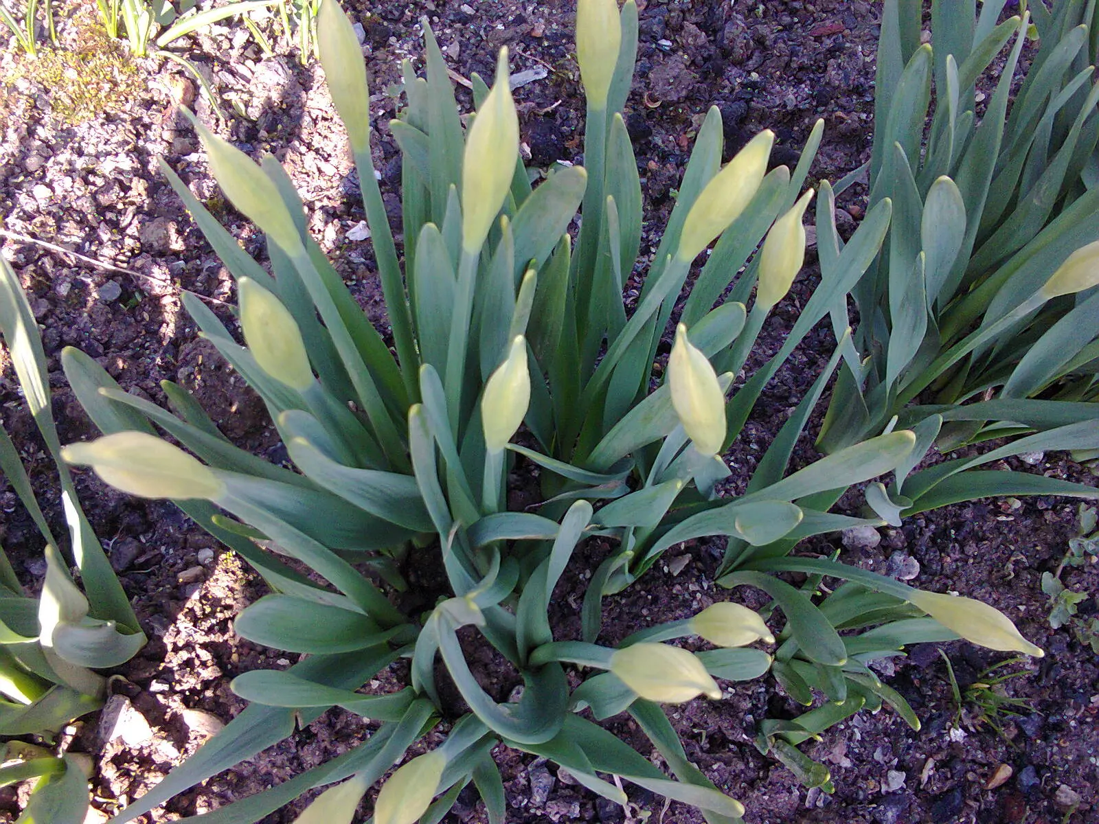 Daffodil, Trumpet Narcissus (Narcissus Pseudonarcissus) — With a spread of approximately 4 to 6 inches; planting bulbs at a depth of about 6 to 8, image 72