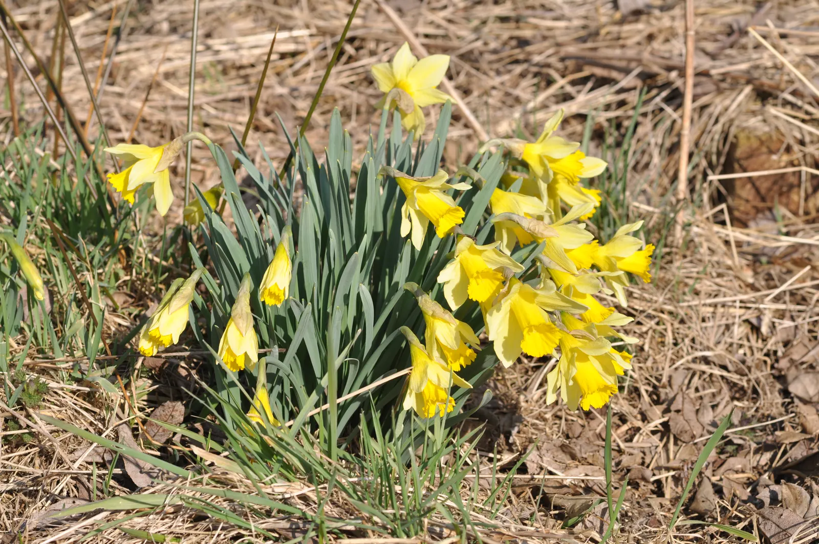 Daffodil, Trumpet Narcissus (Narcissus Pseudonarcissus) — securing their role as a low-maintenance yet striking fixture in the landscape; ideal for, image 105