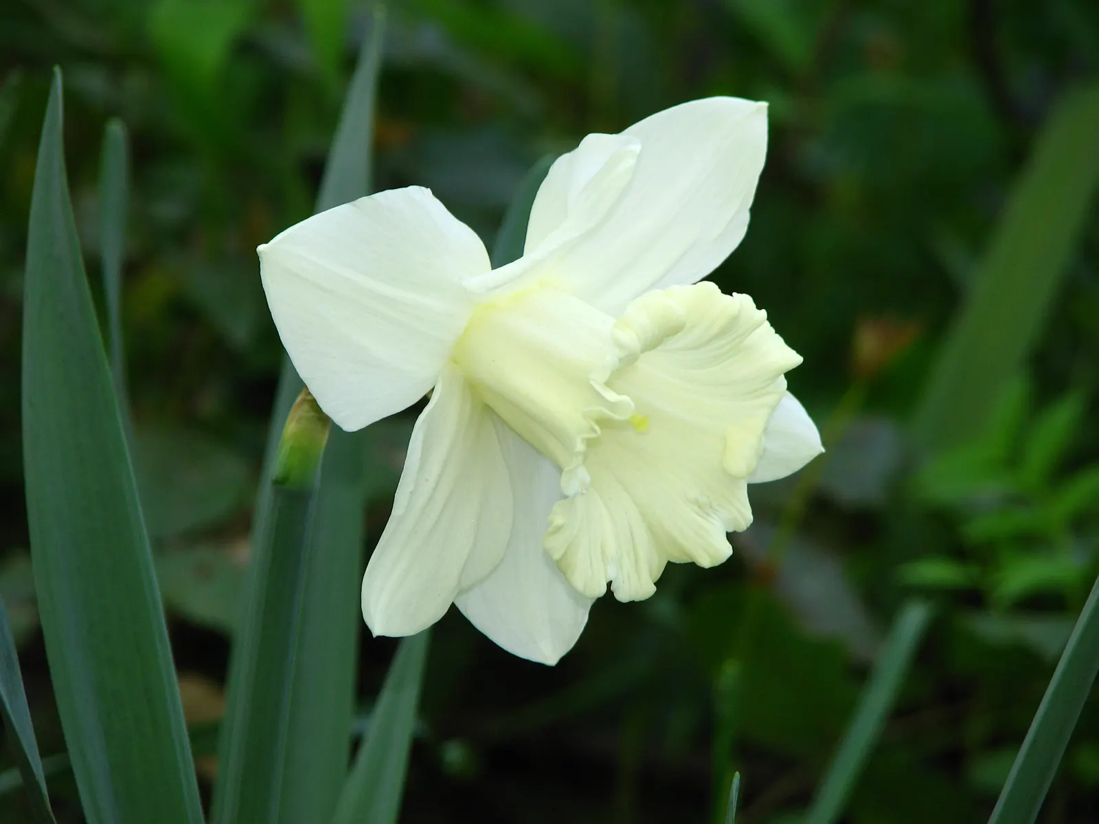 Daffodil, Trumpet Narcissus (Narcissus Pseudonarcissus) — Thriving in USDA zones 3-8, it reaches heights of about 14-20 inches with a spread of 3-6 inches