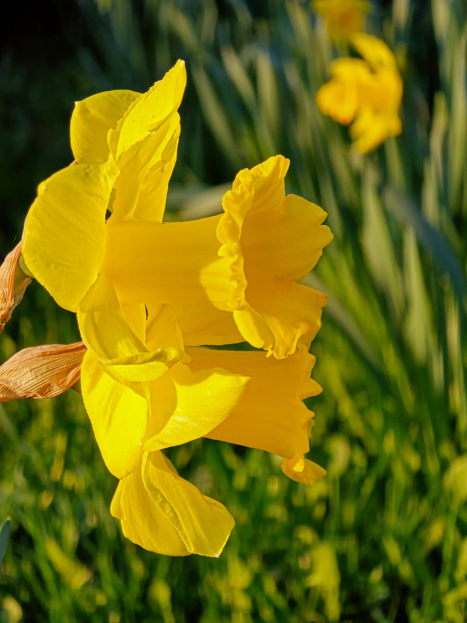 Daffodil, Trumpet Narcissus (Narcissus Pseudonarcissus) — Thriving in USDA zones 3-8, it reaches heights of about 14-20 inches with a spread of 3-6, image 83