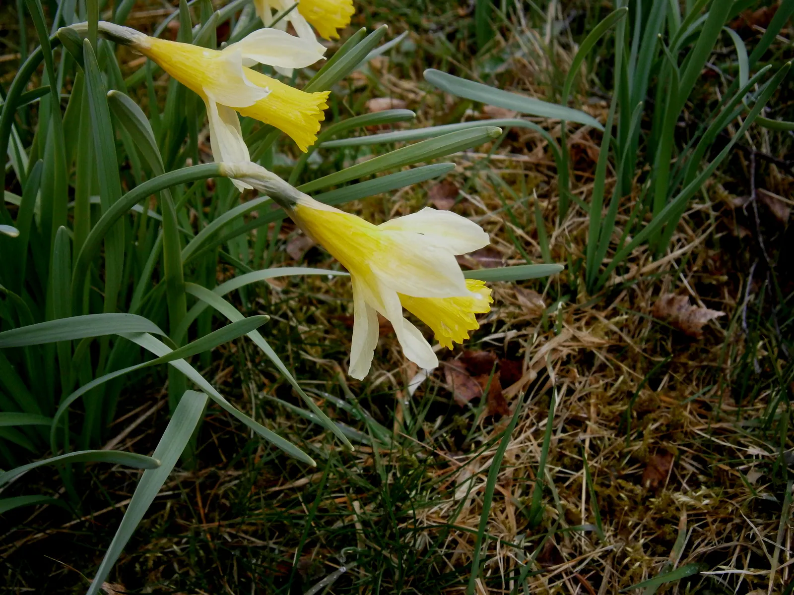 Daffodil, Trumpet Narcissus (Narcissus Pseudonarcissus) — encircled by six petal-like tepals; these flowers are an excellent choice for gardens, image 119