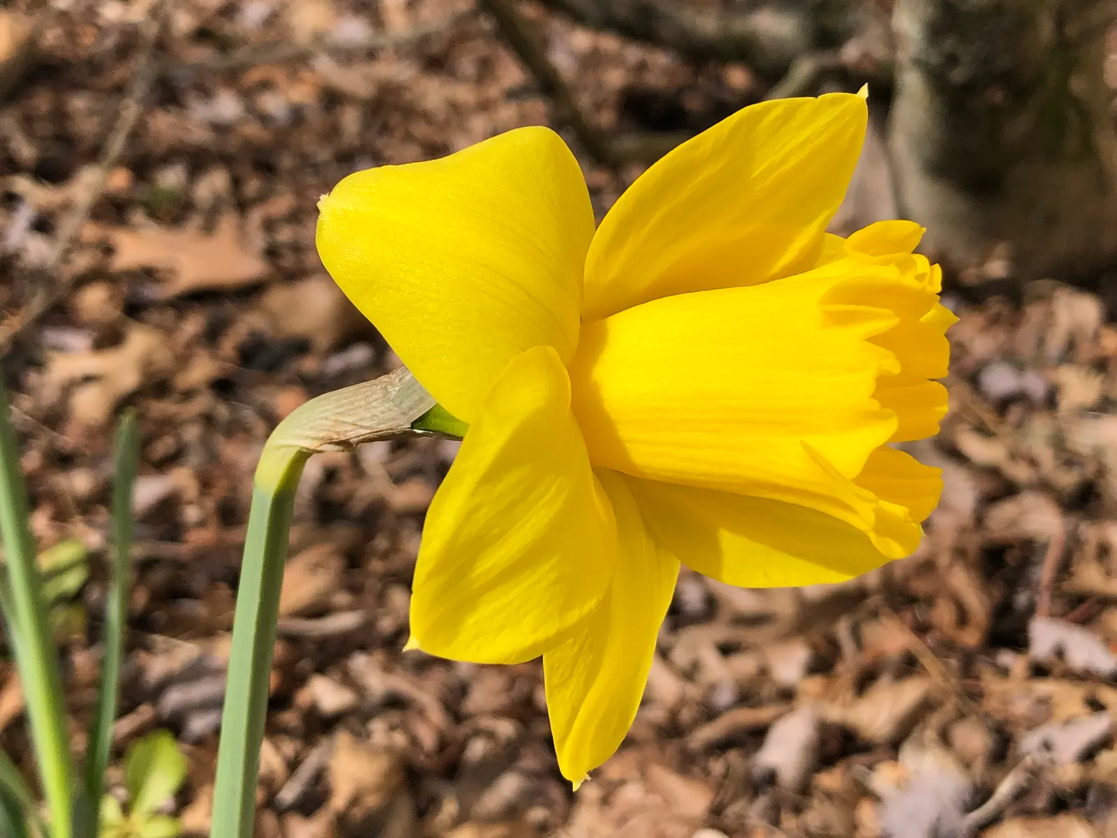 Daffodil, Trumpet Narcissus (Narcissus Pseudonarcissus) — white and yellow flowers in the garden; each flower consists of a central trumpet, image 106