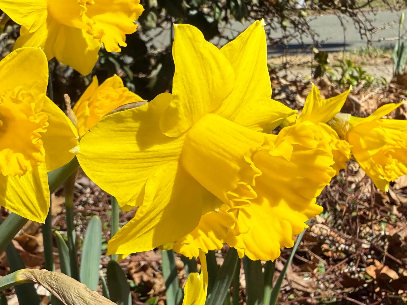 Daffodil, Trumpet Narcissus (Narcissus Pseudonarcissus) — will encourage a robust spring display