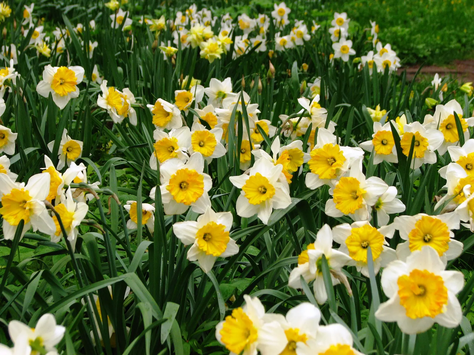 Daffodil, Trumpet Narcissus (Narcissus Pseudonarcissus) — This ensures the bulbs are reinvigorated for the following season, image 50
