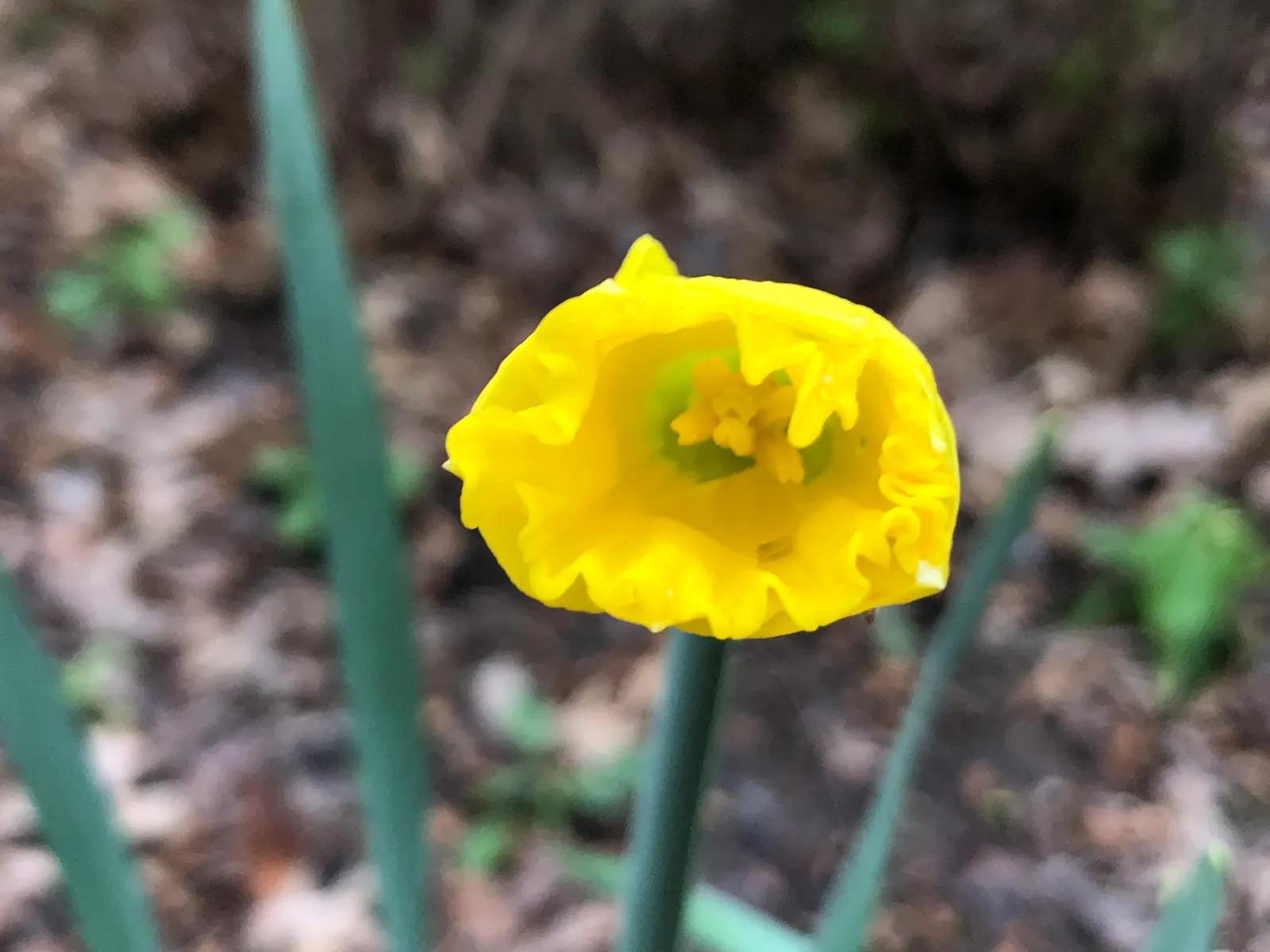 Daffodil, Trumpet Narcissus (Narcissus Pseudonarcissus) — more commonly referred to as the Daffodil (Narcissus pseudonarcissus), image 140