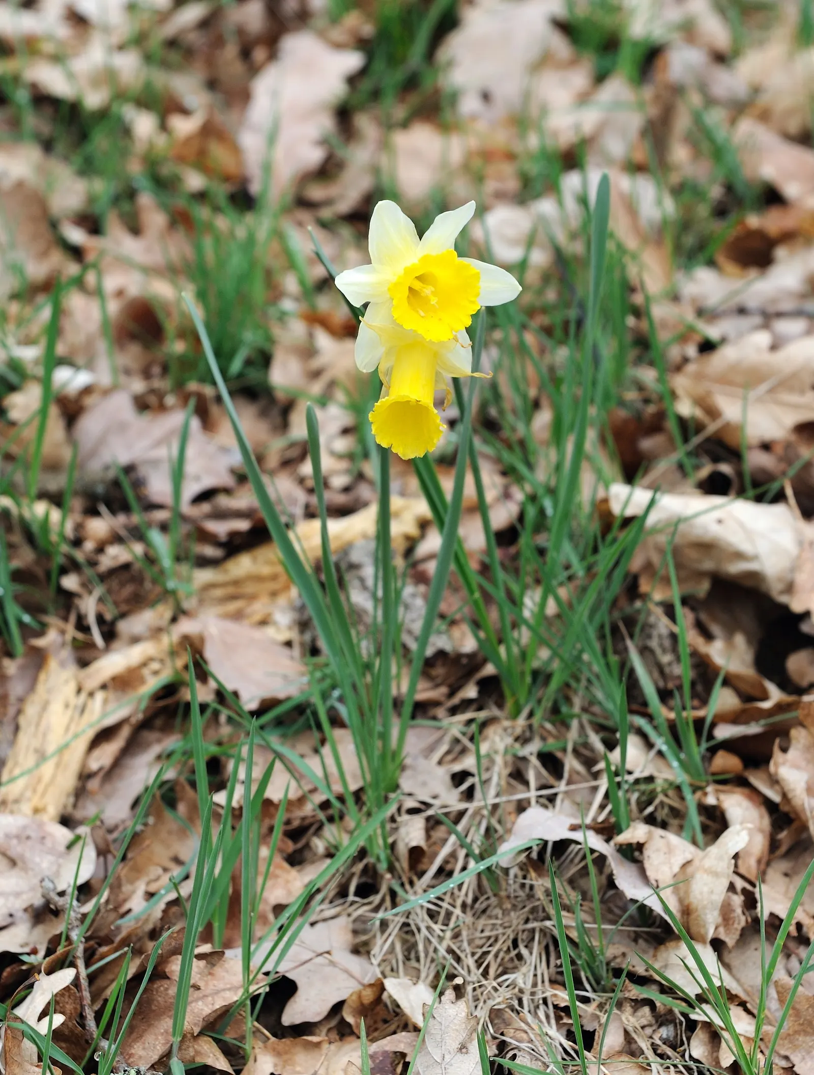 Daffodil, Trumpet Narcissus (Narcissus Pseudonarcissus) — set atop sturdy stalks that can reach up to 16 to 20 inches in height