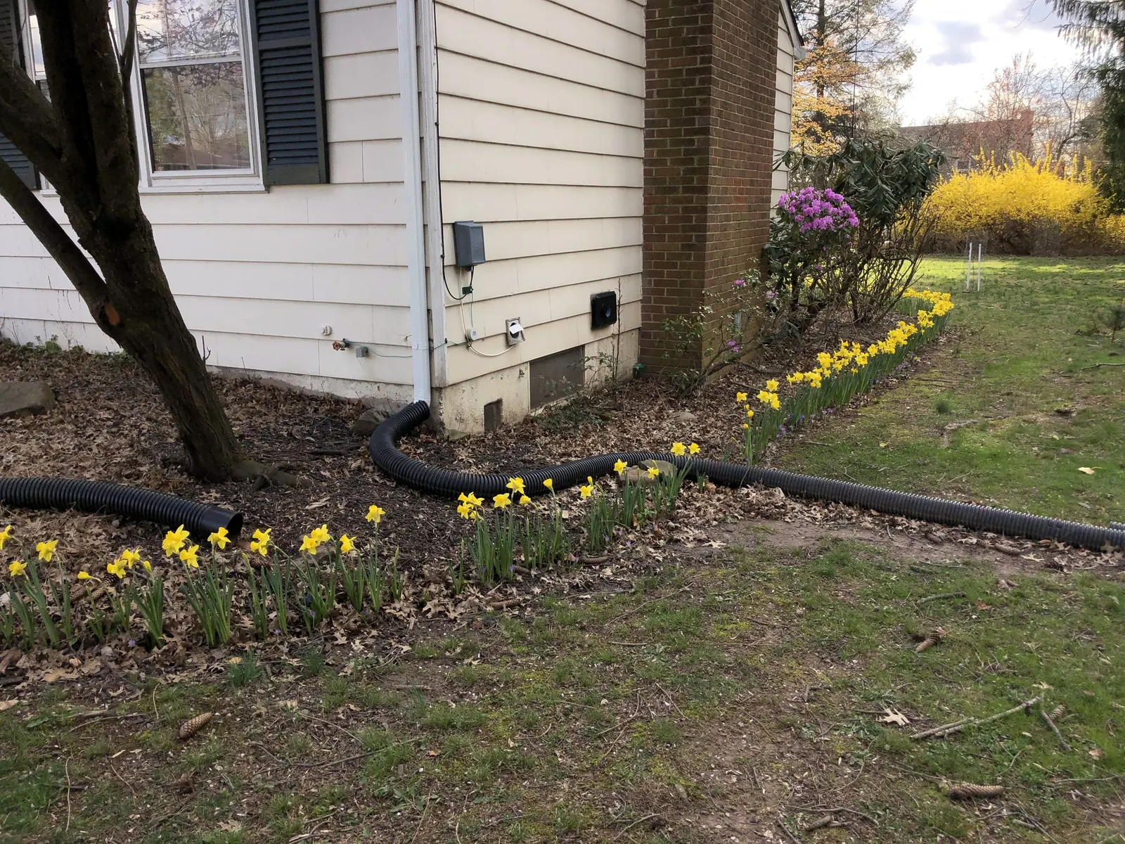 Daffodil, Trumpet Narcissus (Narcissus Pseudonarcissus) — Maintenance is minimal - after blooming