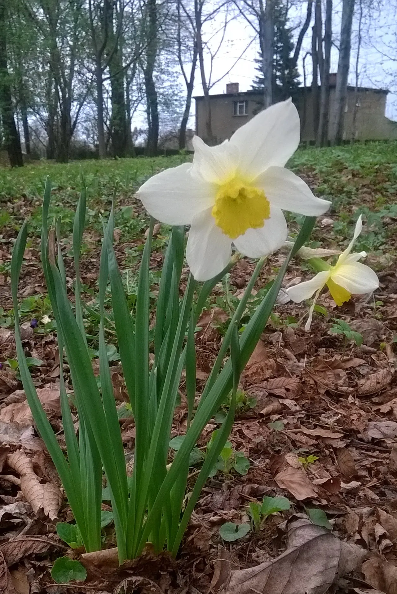 Daffodil, Trumpet Narcissus (Narcissus Pseudonarcissus) — bulb for full or half; securing their role as a low-maintenance yet striking fixture in, image 81