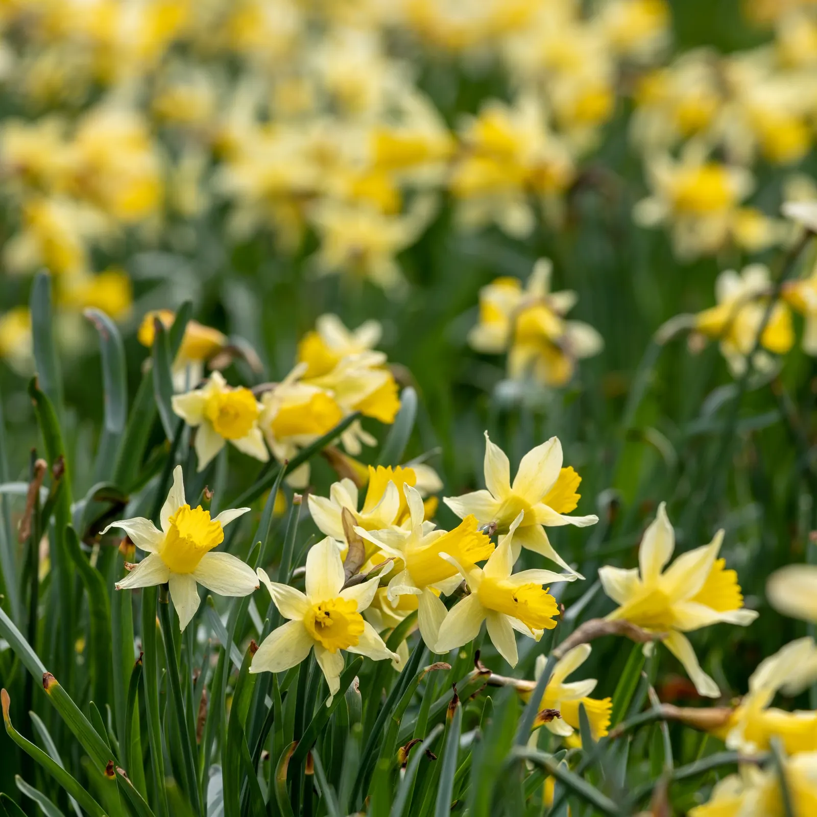 Daffodil, Trumpet Narcissus (Narcissus Pseudonarcissus) — more commonly referred to as the Daffodil (Narcissus pseudonarcissus), image 86