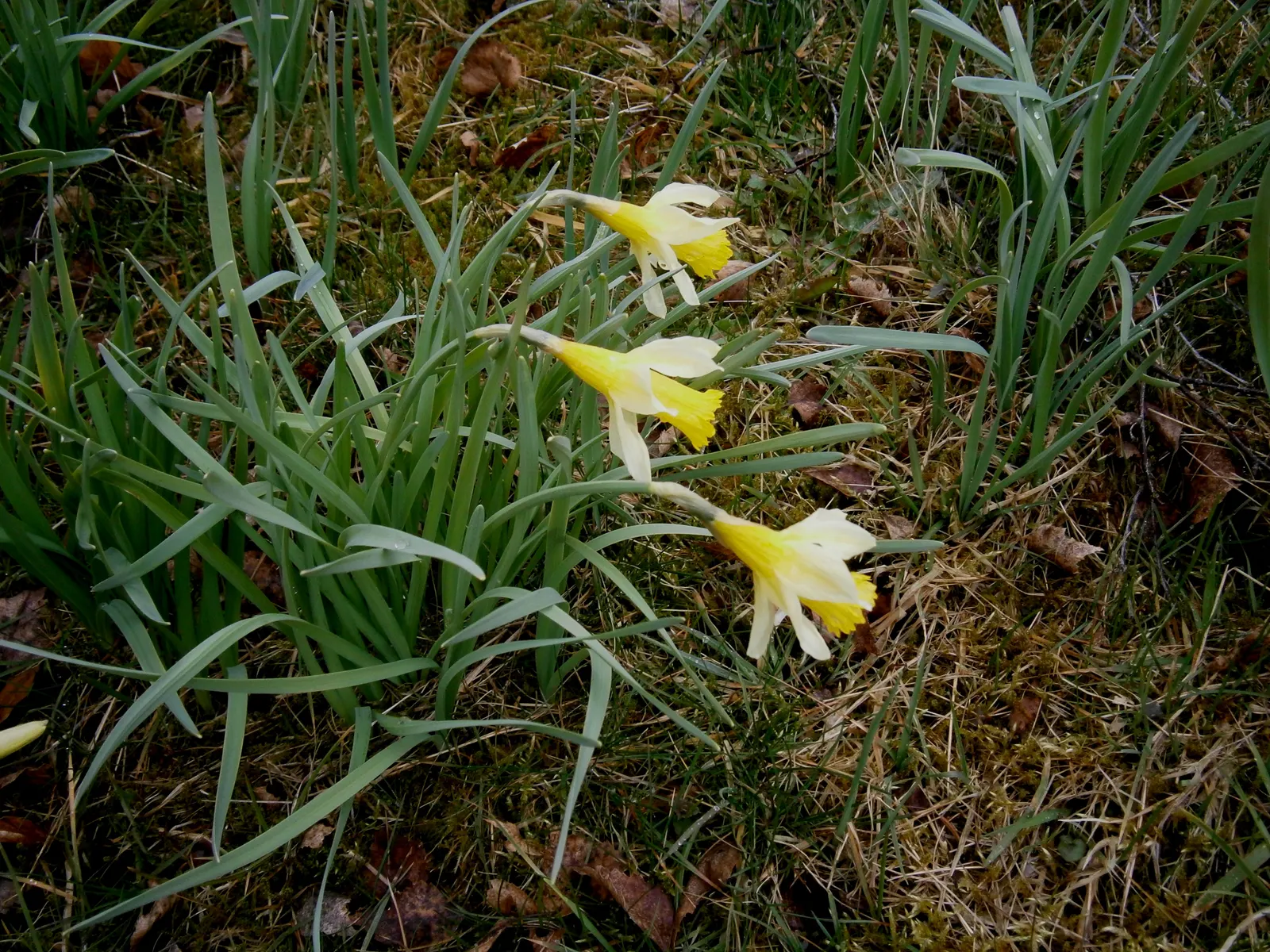 Daffodil, Trumpet Narcissus (Narcissus Pseudonarcissus) — Maintenance is minimal - after blooming; set atop sturdy stalks that can reach up to 16, image 102