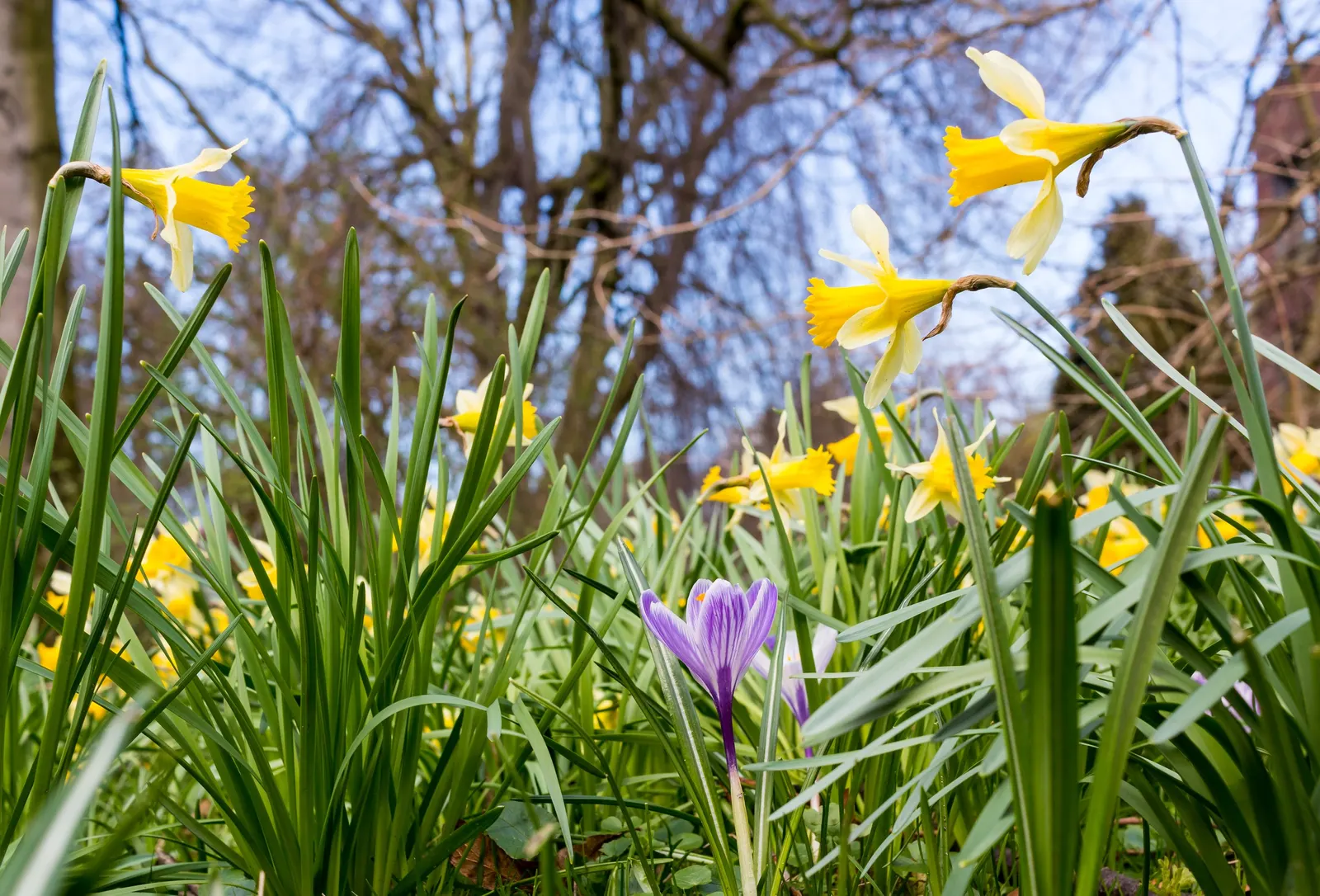 Daffodil, Trumpet Narcissus (Narcissus Pseudonarcissus) — prior to the ground freezing; the Trumpet Narcissus (Narcissus pseudonarcissus) is a, image 97