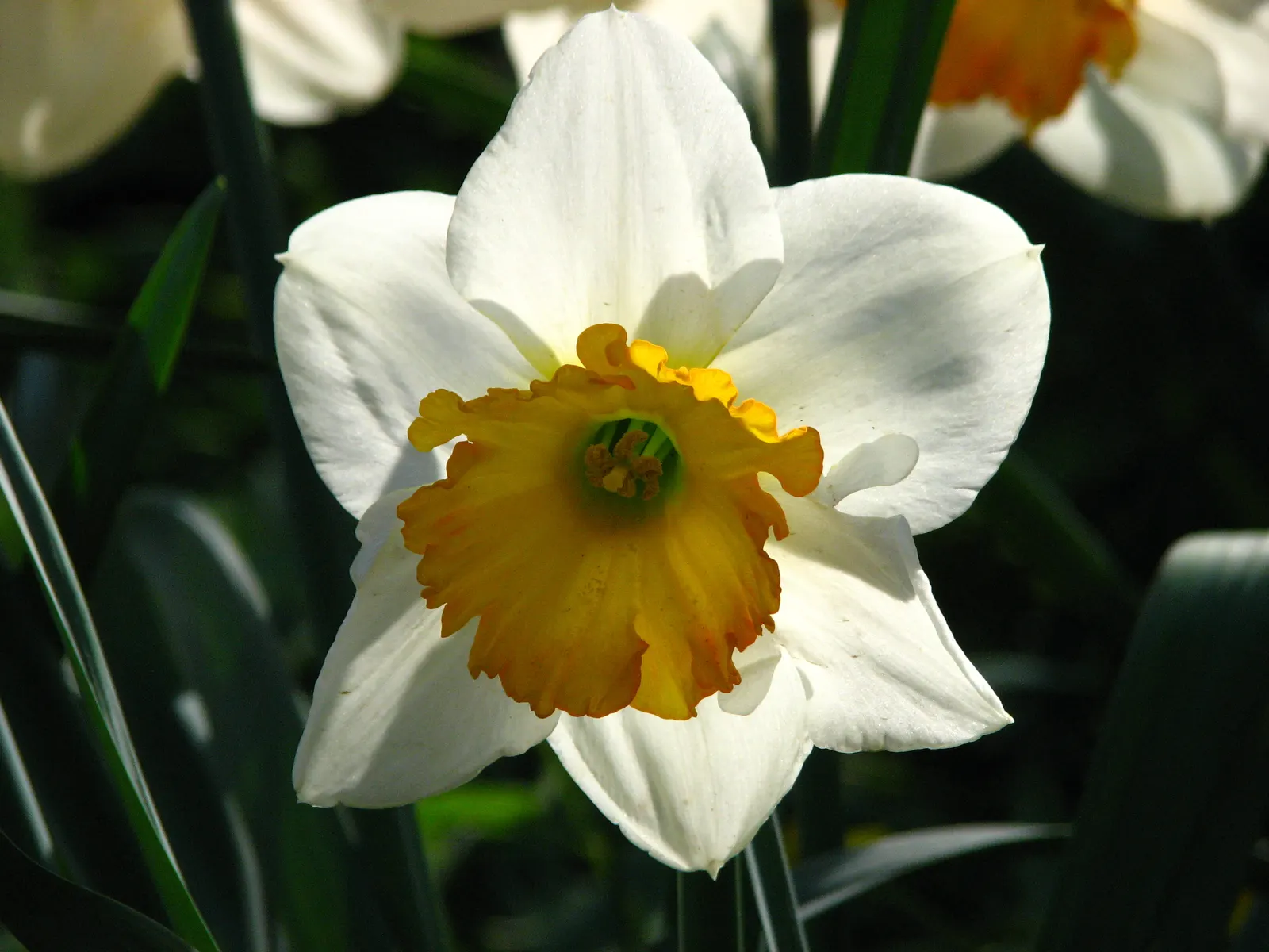 Daffodil, Trumpet Narcissus (Narcissus Pseudonarcissus) — prior to the ground freezing; the Trumpet Narcissus (Narcissus pseudonarcissus) is a, image 70