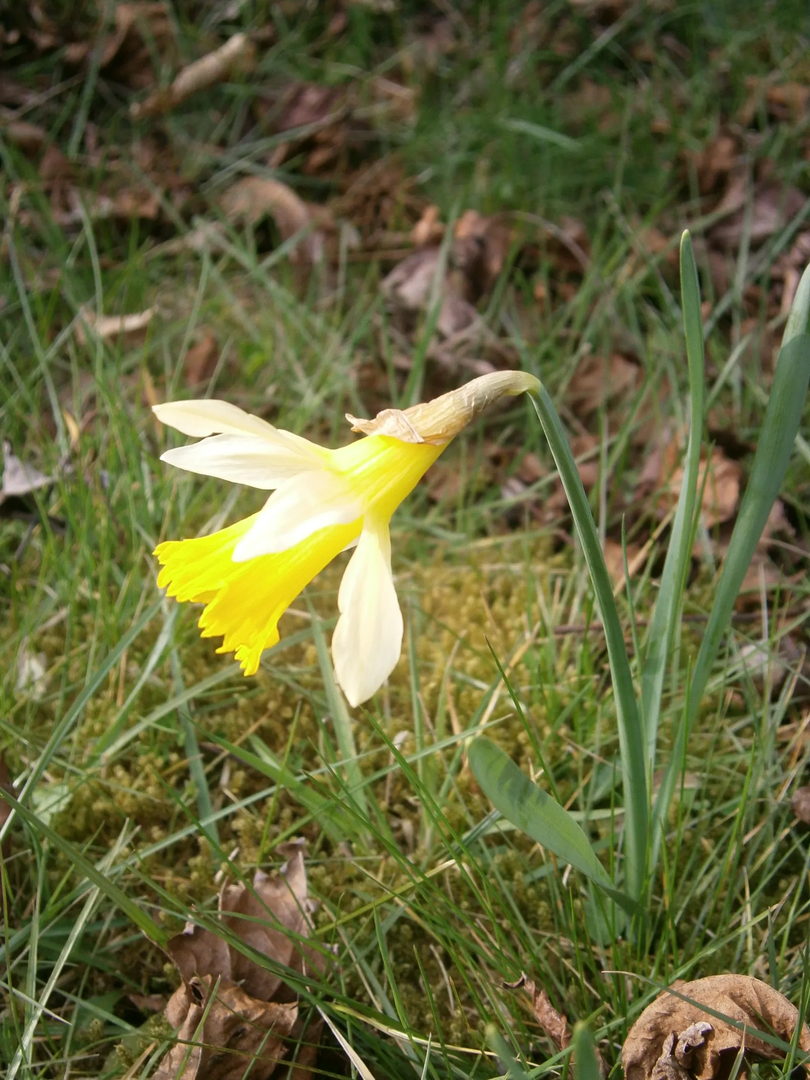 Daffodil, Trumpet Narcissus (Narcissus Pseudonarcissus) — Thriving in USDA zones 3-8, it reaches heights of about 14-20 inches with a spread of 3-6, image 29