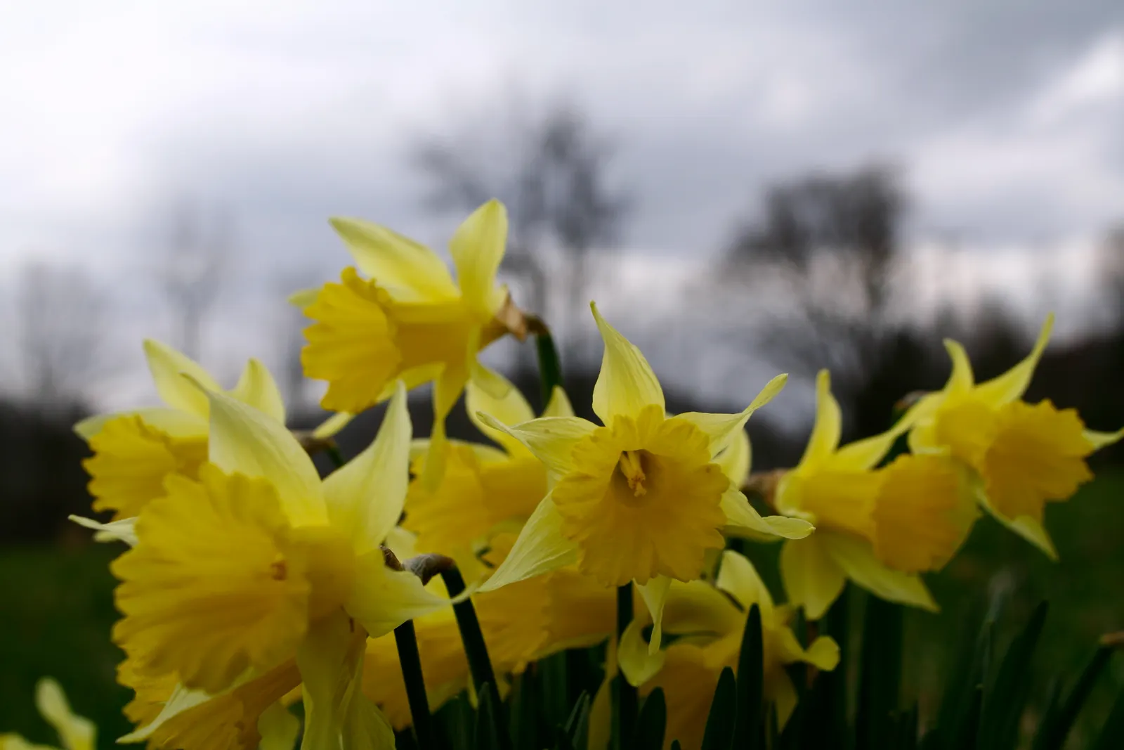 Daffodil, Trumpet Narcissus (Narcissus Pseudonarcissus) — is a perennial spring bloomer that commands attention with its iconic; with colors, image 87