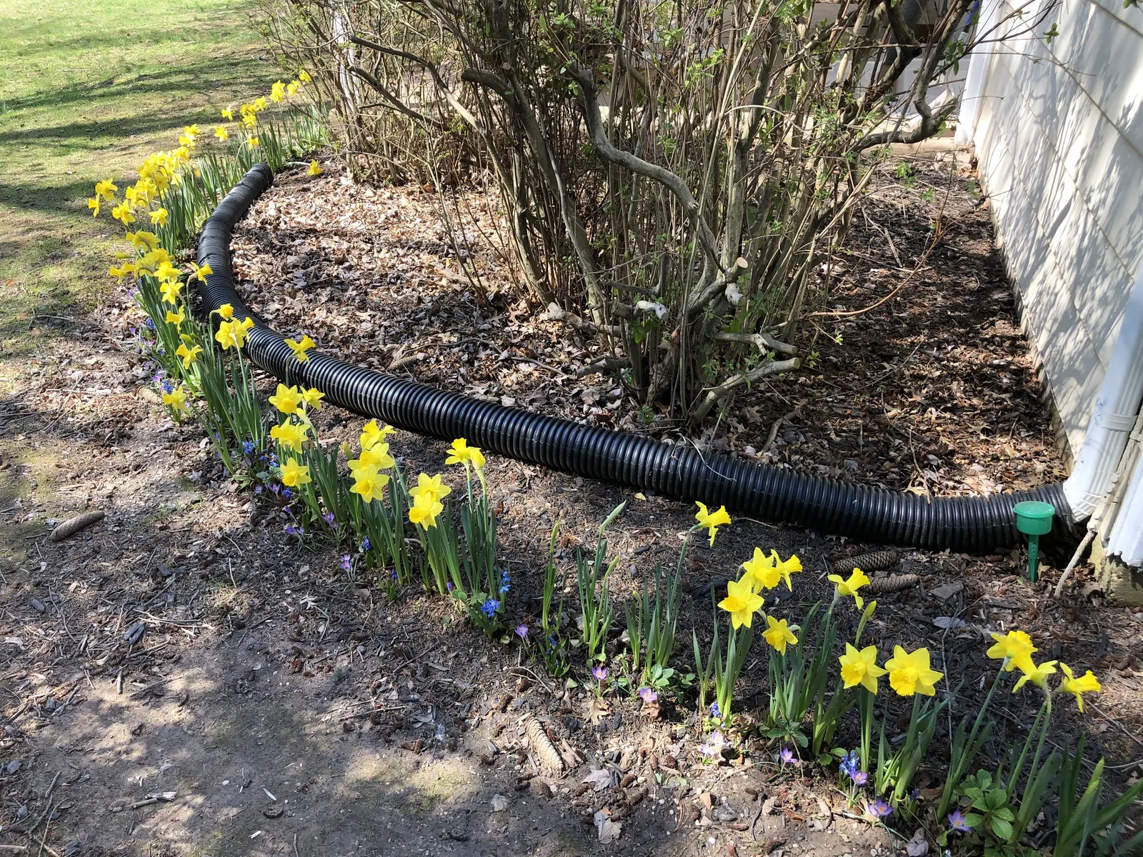 Daffodil, Trumpet Narcissus (Narcissus Pseudonarcissus) — Deer and rodent-resistant; simply deadhead spent flowers while allowing foliage to die, image 127