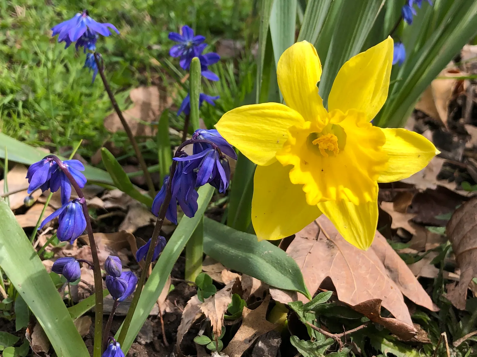 Daffodil, Trumpet Narcissus (Narcissus Pseudonarcissus) — trumpet-like corona and surrounding petals; deer and rodent-resistant, image 61
