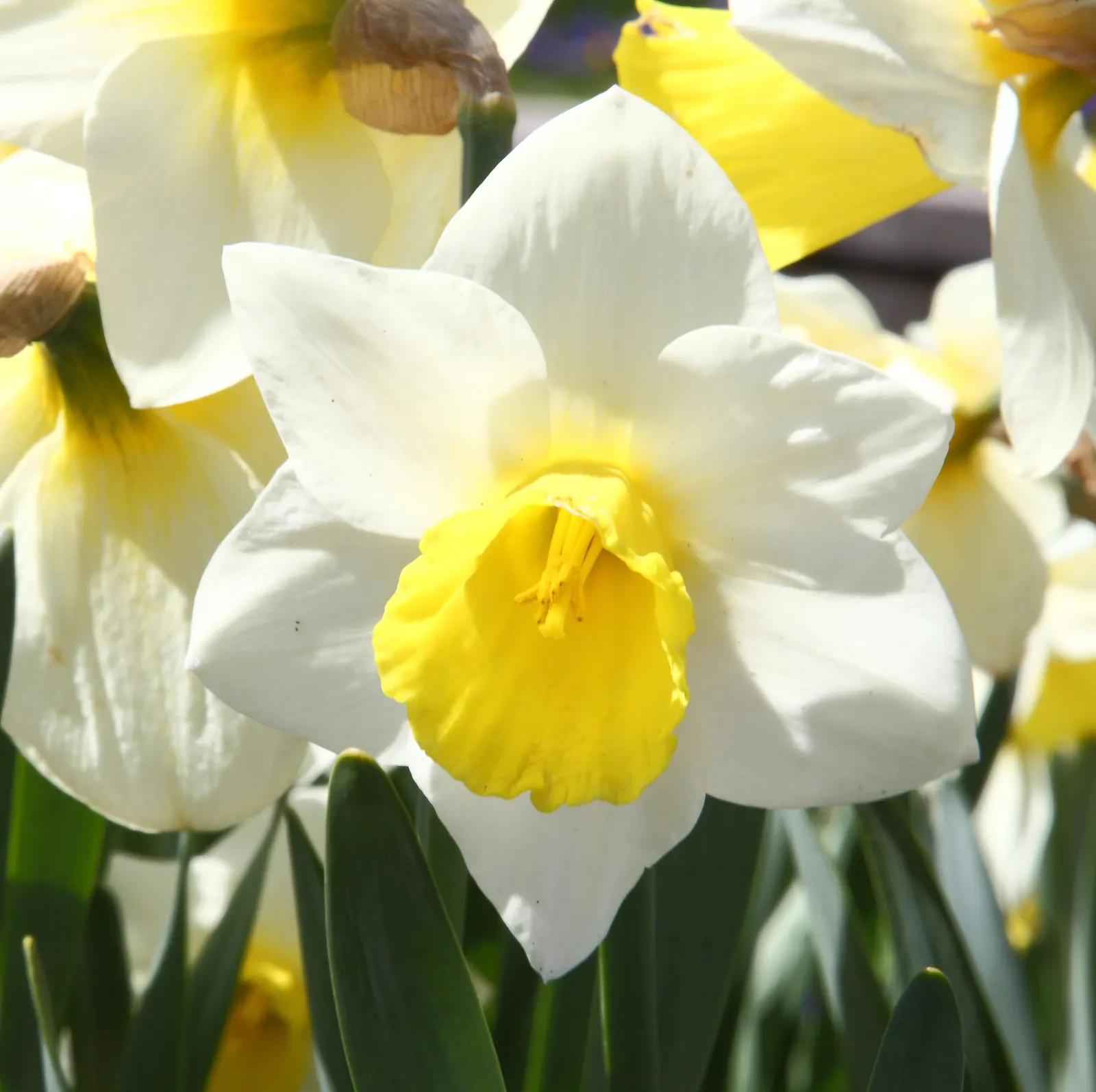Daffodil, Trumpet Narcissus (Narcissus Pseudonarcissus) — planting bulbs at a depth of about 6 to 8 inches in the fall; maintenance is minimal, image 150