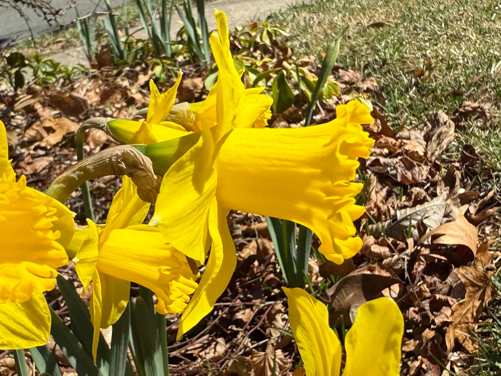 Daffodil, Trumpet Narcissus (Narcissus Pseudonarcissus) — The Trumpet Narcissus (Narcissus pseudonarcissus) is a vibrant perennial