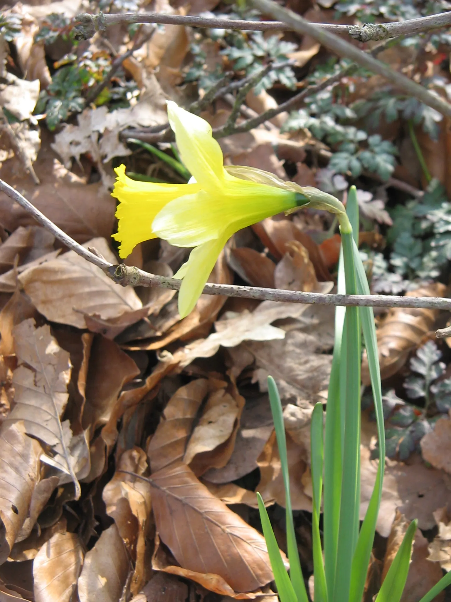 Daffodil, Trumpet Narcissus (Narcissus Pseudonarcissus) — This classic emblem of spring boasts blooms typically measuring up to 4 inches across