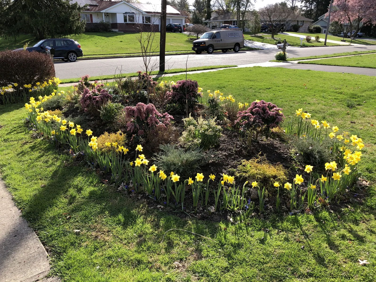 Daffodil, Trumpet Narcissus (Narcissus Pseudonarcissus) — Each flower consists of a central trumpet