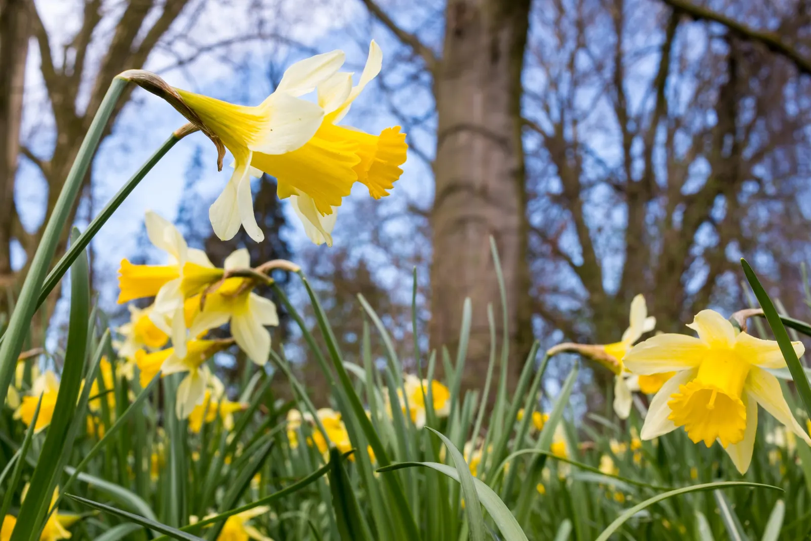 Daffodil, Trumpet Narcissus (Narcissus Pseudonarcissus) — with colors ranging from vibrant yellows to golden hues; bulb for full or half, image 120
