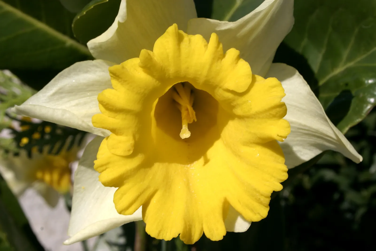 Daffodil, Trumpet Narcissus (Narcissus Pseudonarcissus) — white and yellow flowers in the garden