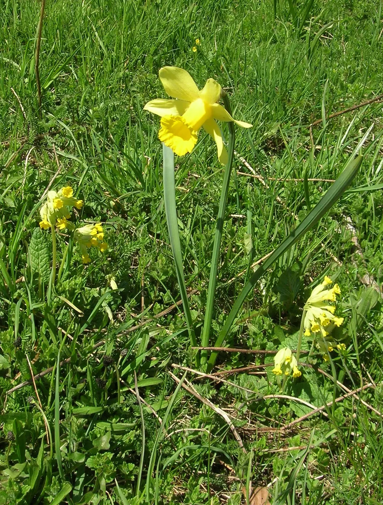 Daffodil, Trumpet Narcissus (Narcissus Pseudonarcissus) — trumpet-like corona and surrounding petals
