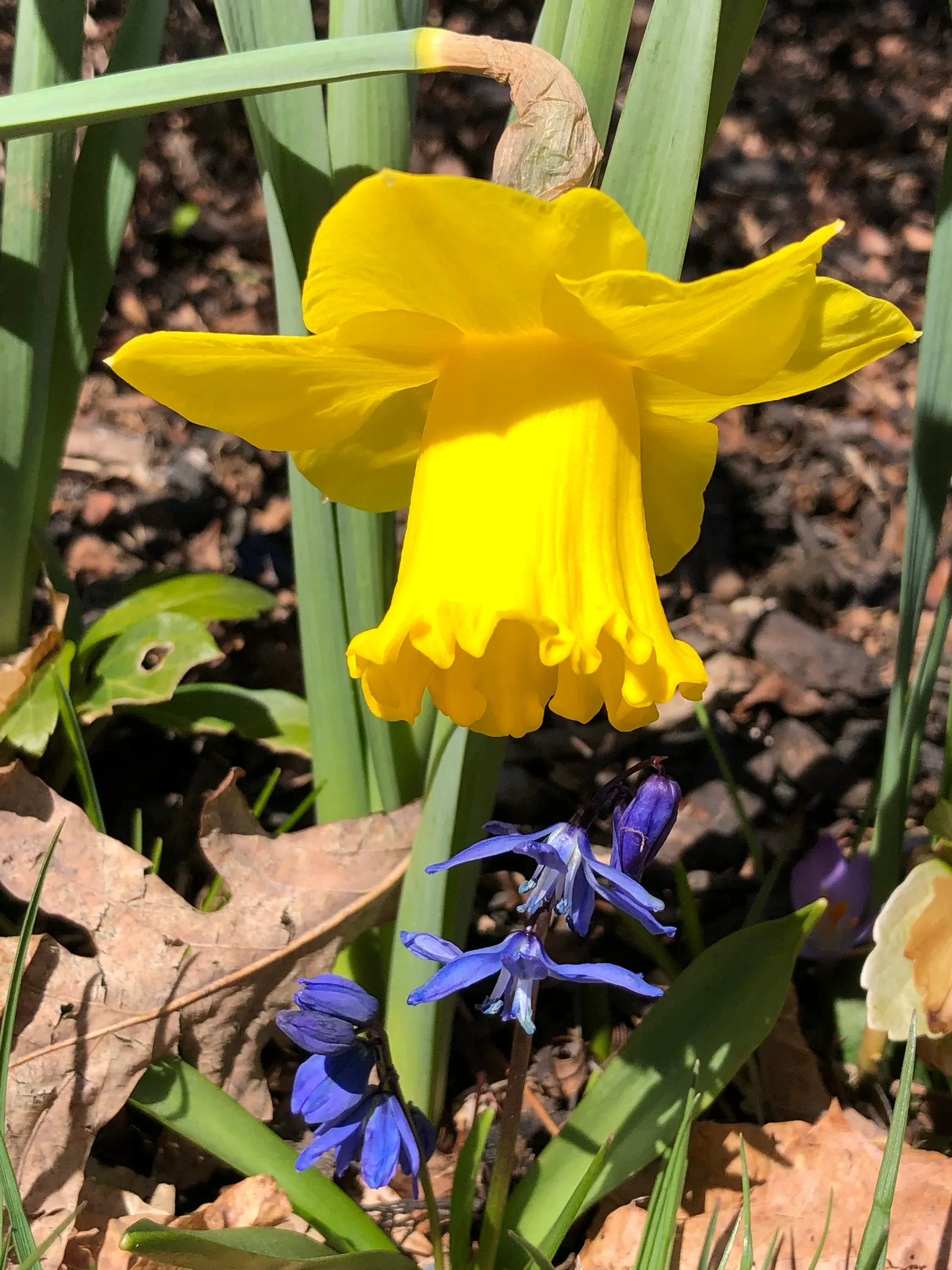 Daffodil, Trumpet Narcissus (Narcissus Pseudonarcissus) — Blooms appear in early to mid-spring, offering a delightful herald to the season's onset; white and