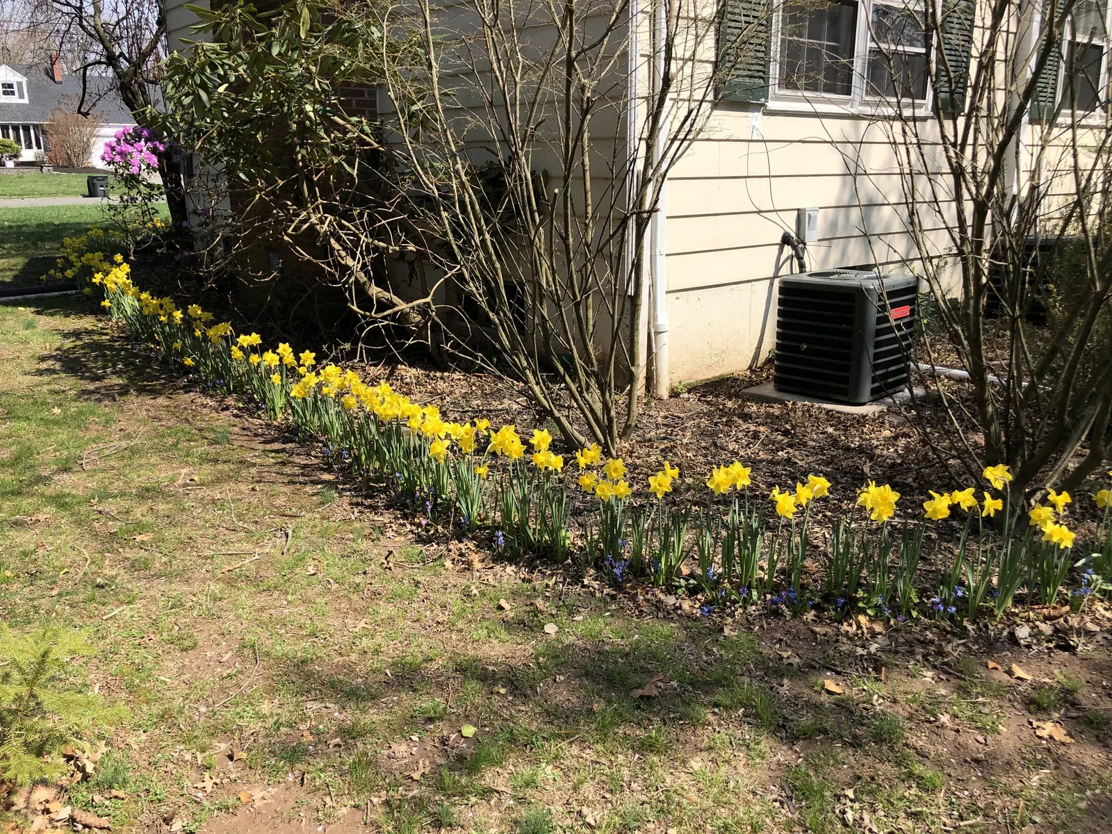 Daffodil, Trumpet Narcissus (Narcissus Pseudonarcissus) — the Daffodil thrives in full to partial sunlight and prefers well-draining soils with, image 122