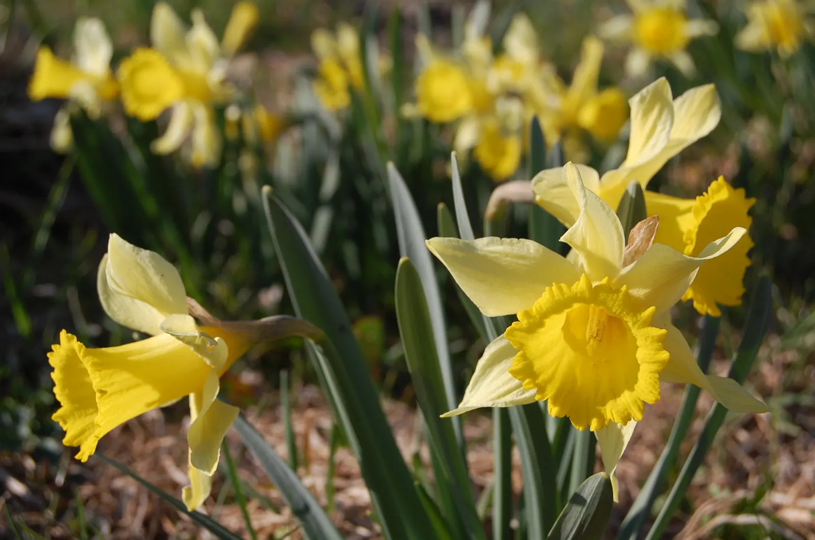 Daffodil, Trumpet Narcissus (Narcissus Pseudonarcissus) — This classic emblem of spring boasts blooms typically measuring up to 4 inches across, image 62