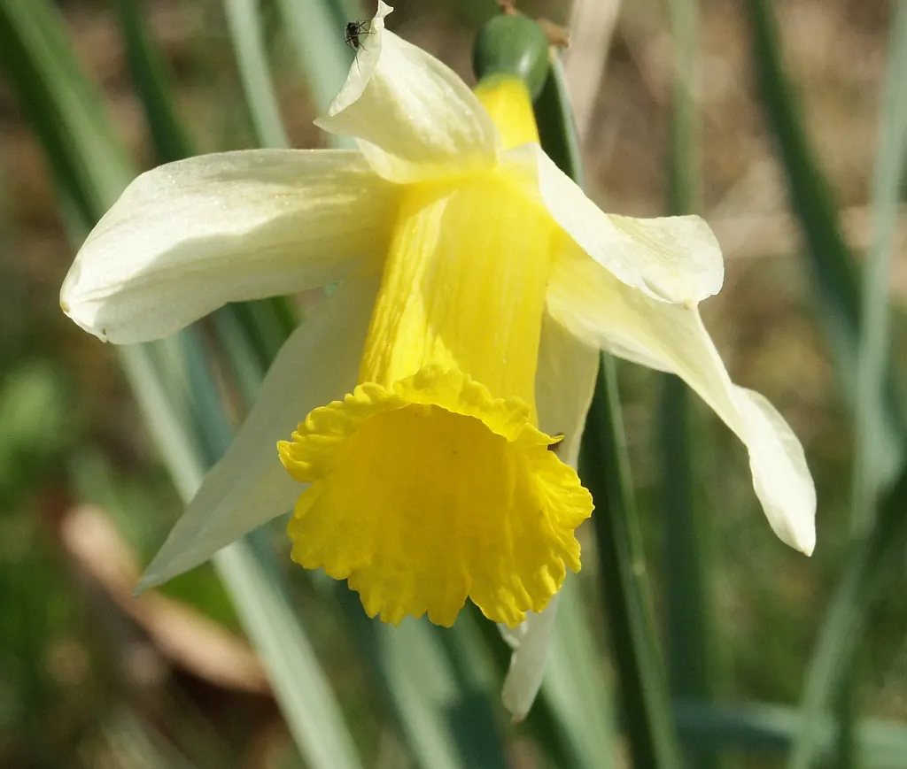 Daffodil, Trumpet Narcissus (Narcissus Pseudonarcissus) — will encourage a robust spring display; this classic emblem of spring boasts blooms typically