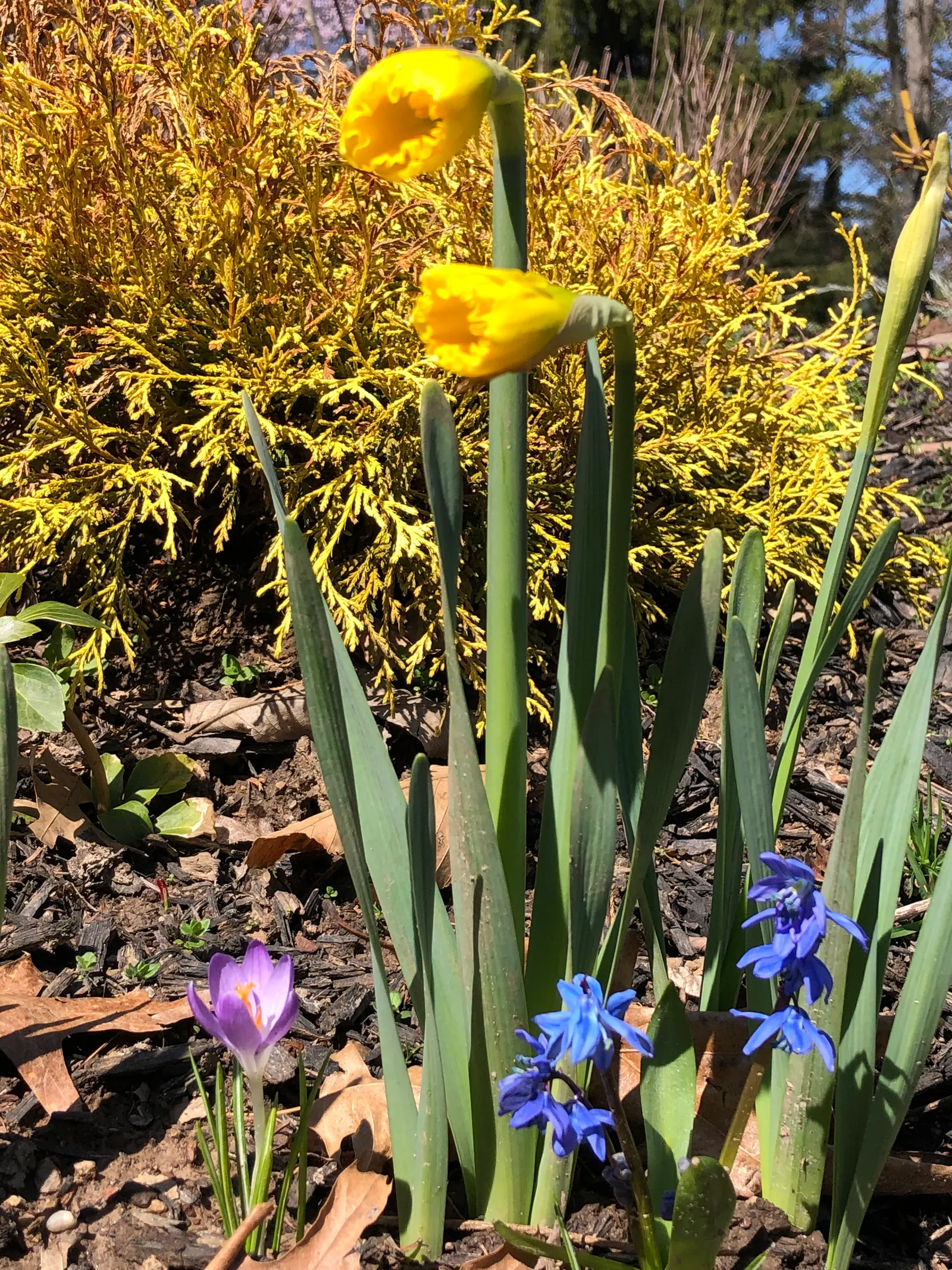 Daffodil, Trumpet Narcissus (Narcissus Pseudonarcissus) — planting bulbs at a depth of about 6 to 8 inches in the fall; maintenance is minimal, image 96