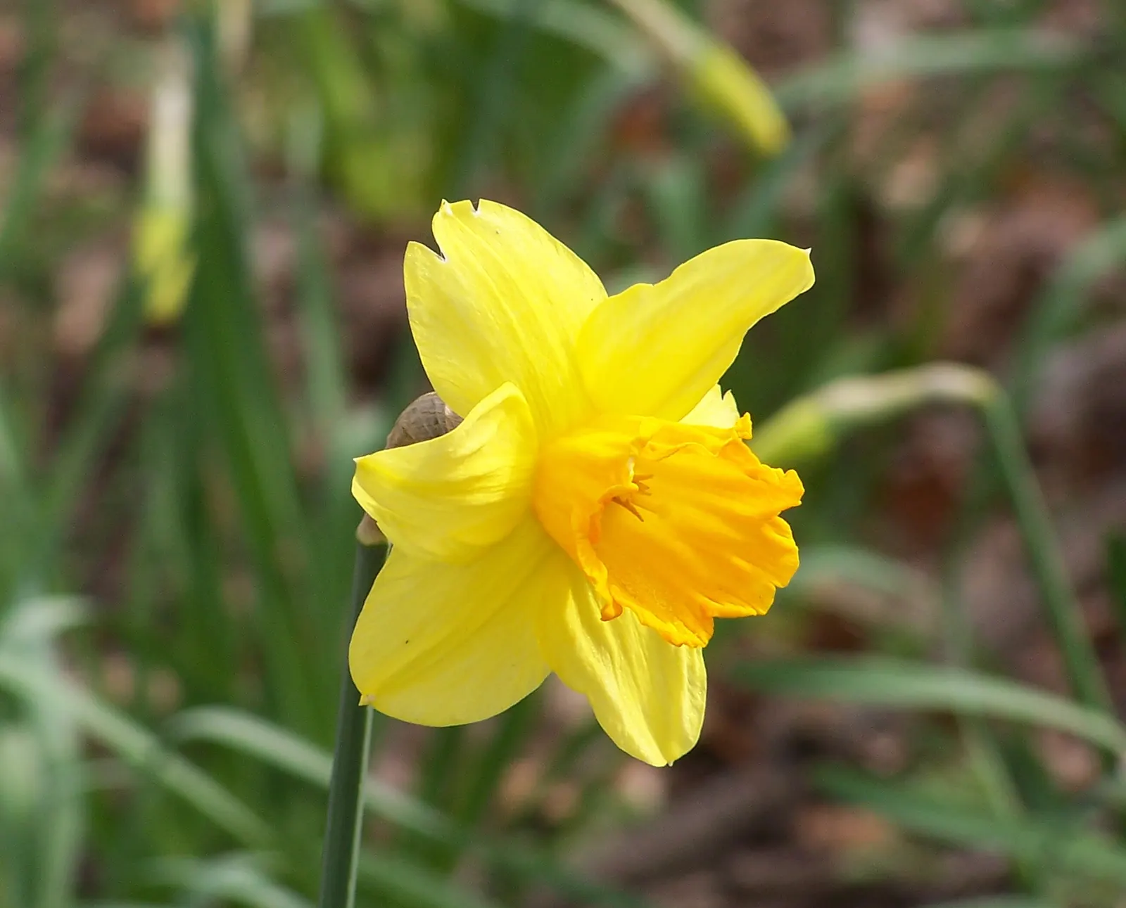 Daffodil, Trumpet Narcissus (Narcissus Pseudonarcissus) — simply deadhead spent flowers while allowing foliage to die back naturally; prior to the, image 130