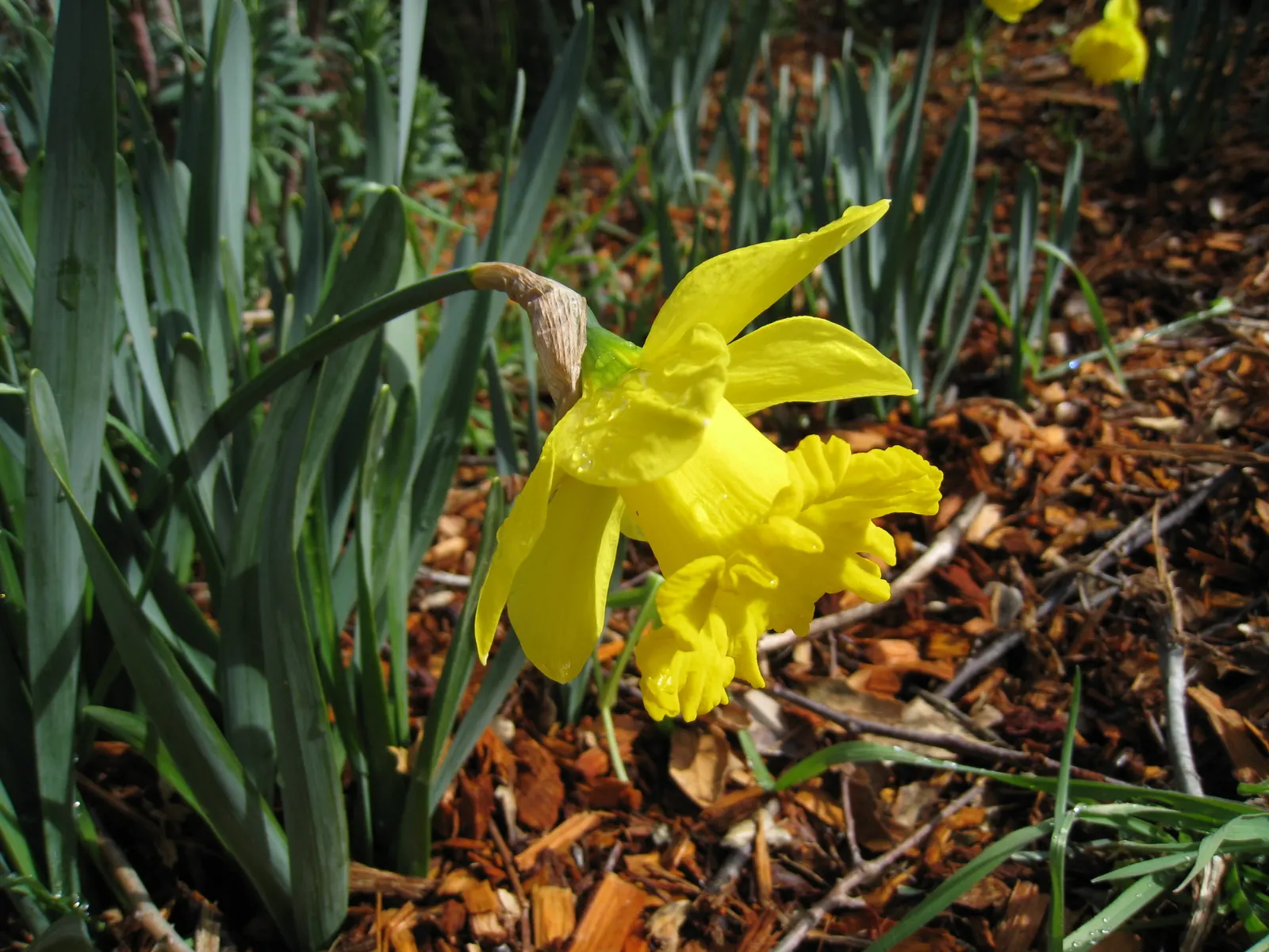 Daffodil, Trumpet Narcissus (Narcissus Pseudonarcissus) — bulb with white and yellow blooms; will encourage a robust spring display