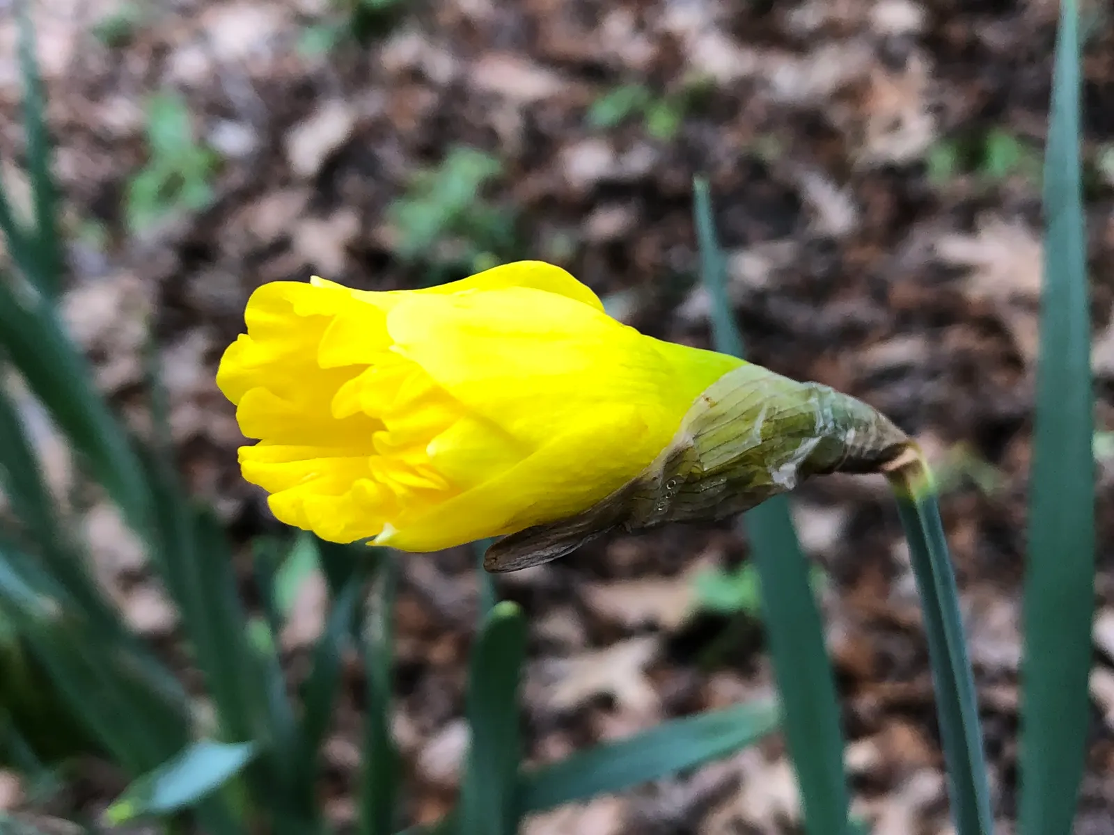 Daffodil, Trumpet Narcissus (Narcissus Pseudonarcissus) — simply deadhead spent flowers while allowing foliage to die back naturally