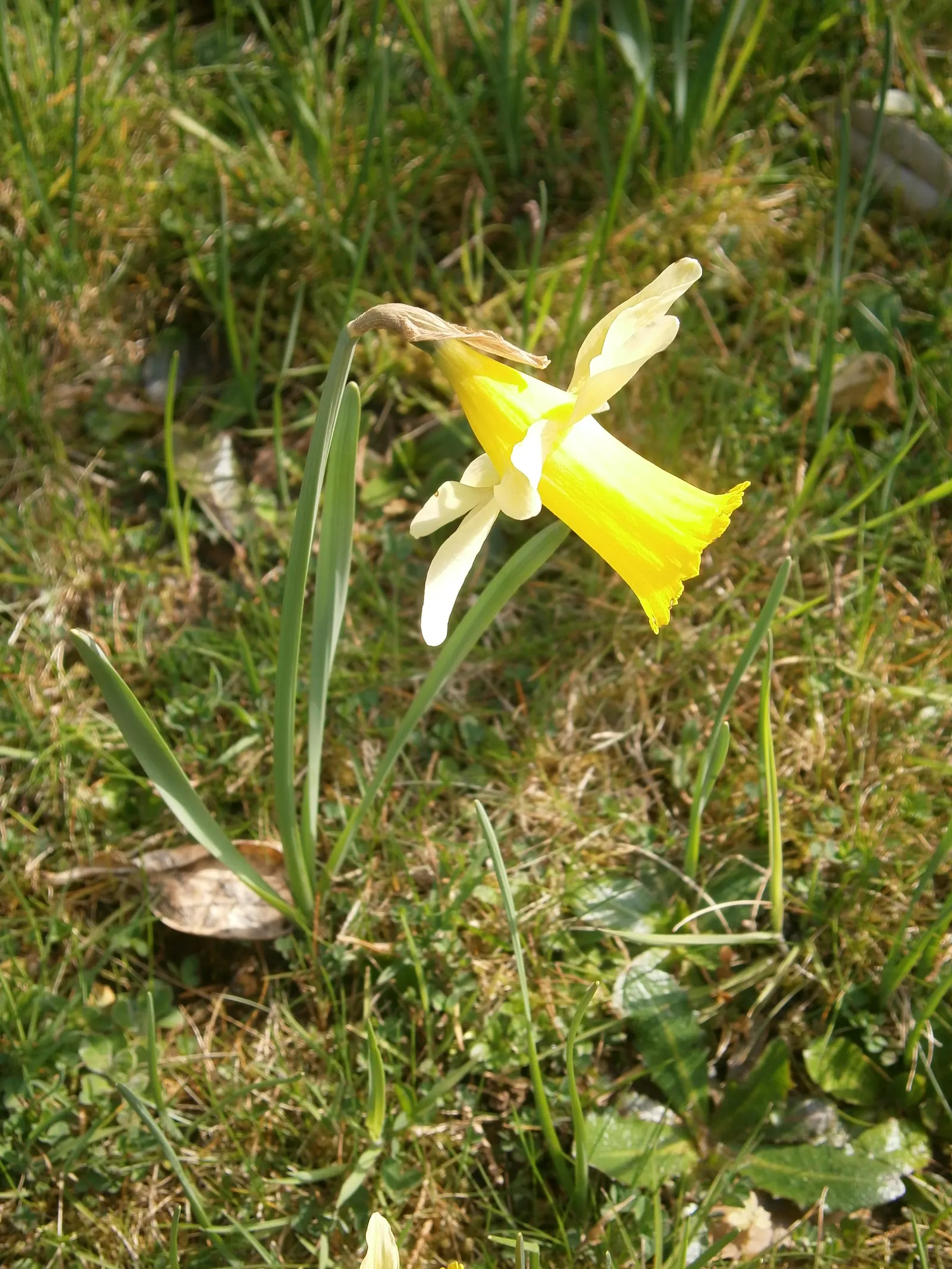 Daffodil, Trumpet Narcissus (Narcissus Pseudonarcissus) — This ensures the bulbs are reinvigorated for the following season, image 77